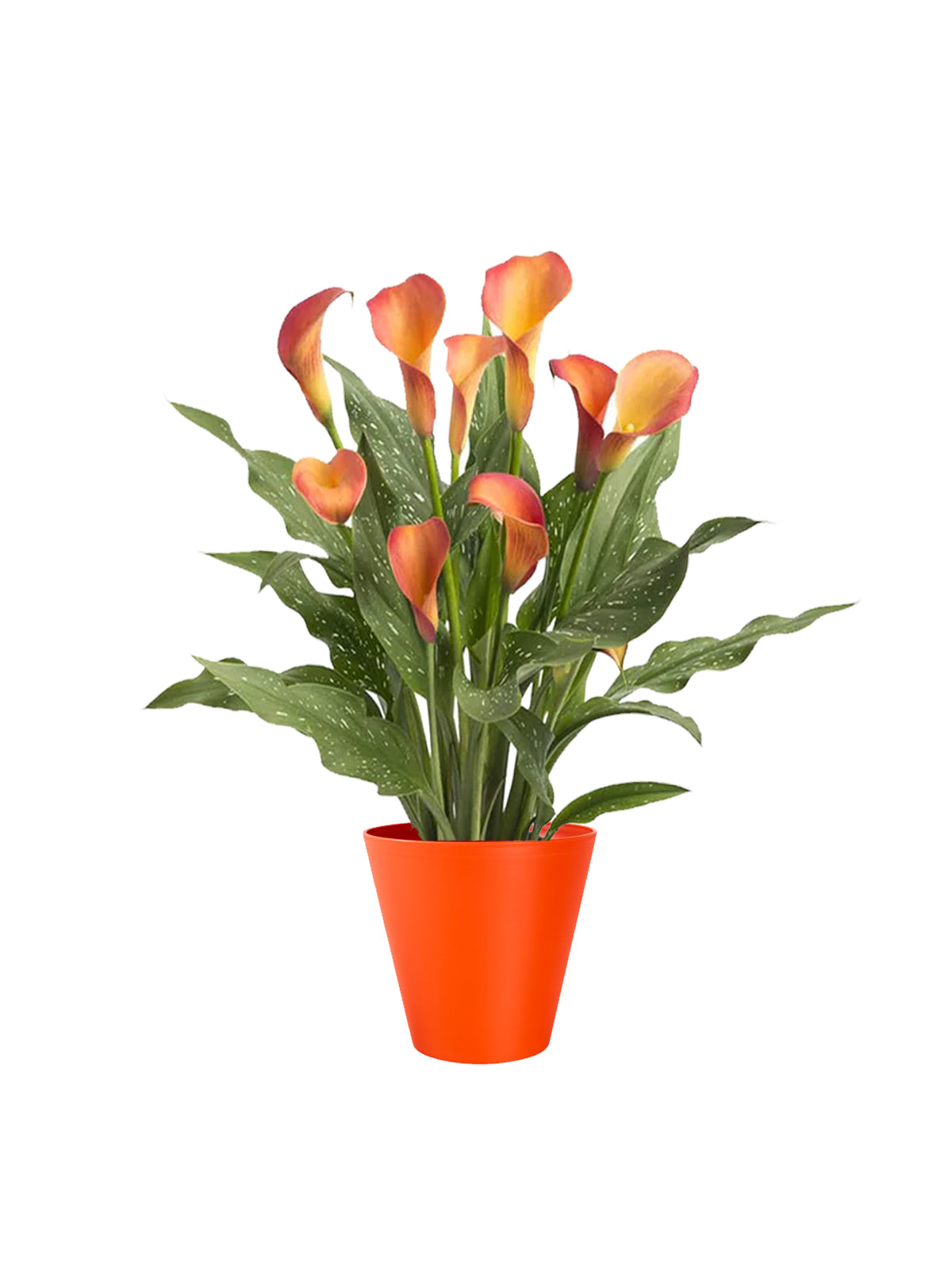 Calla