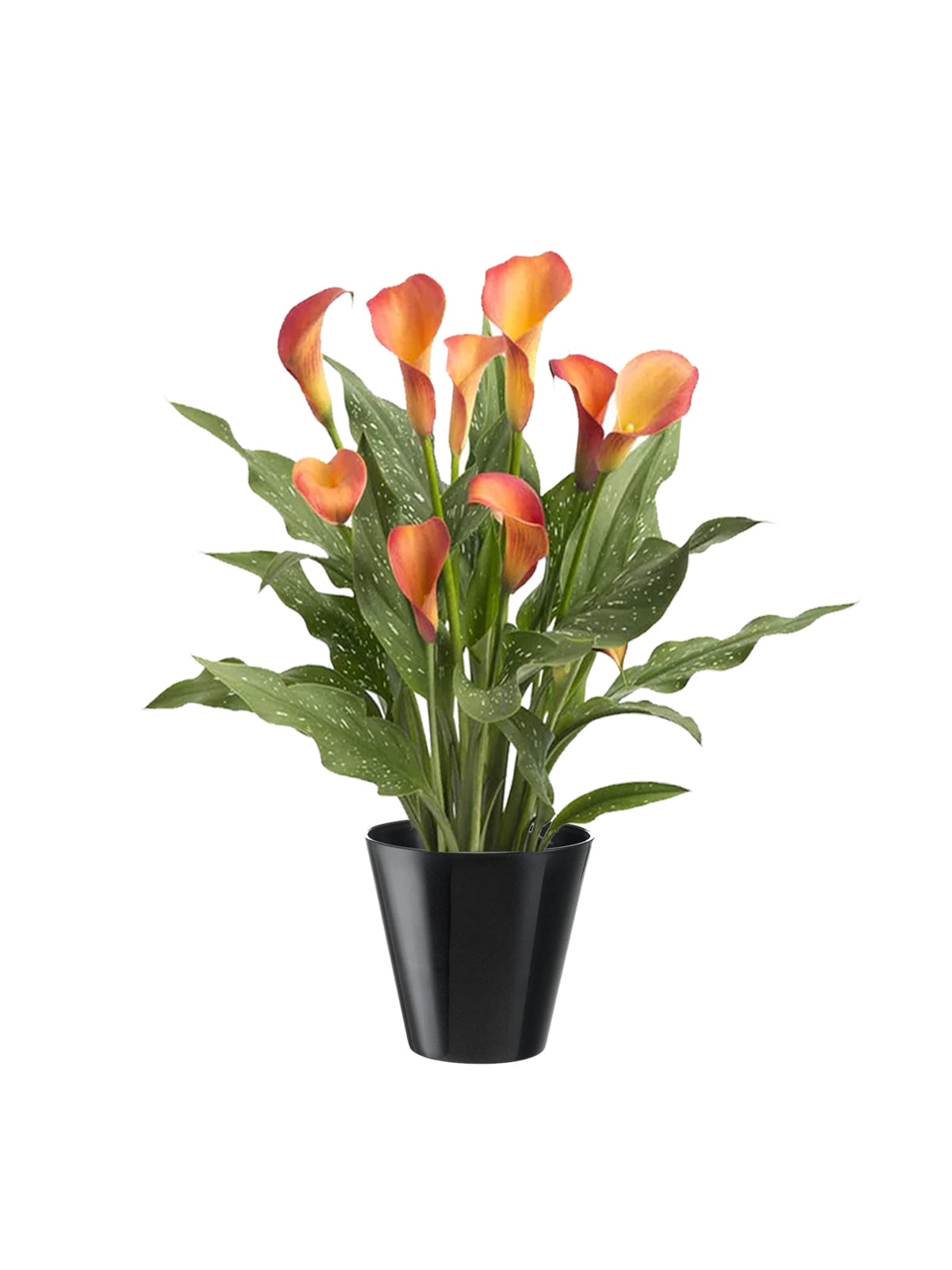 Calla
