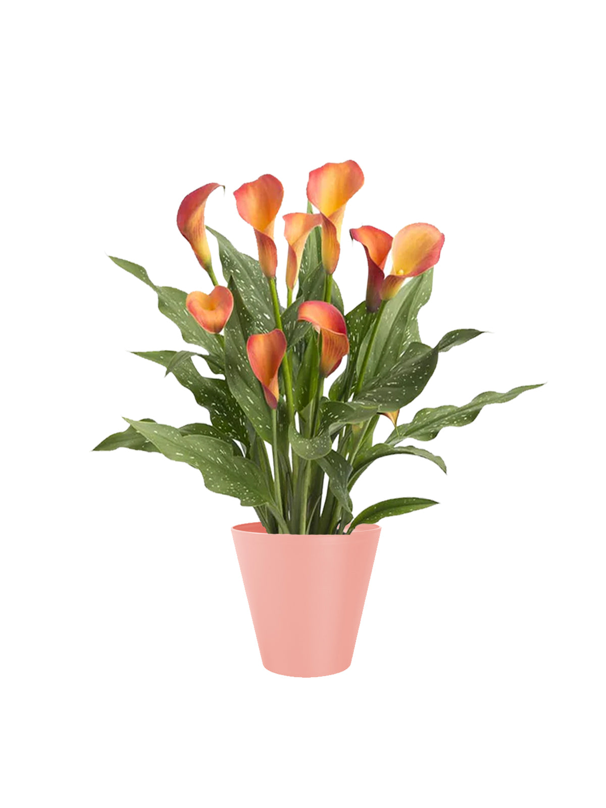 Calla