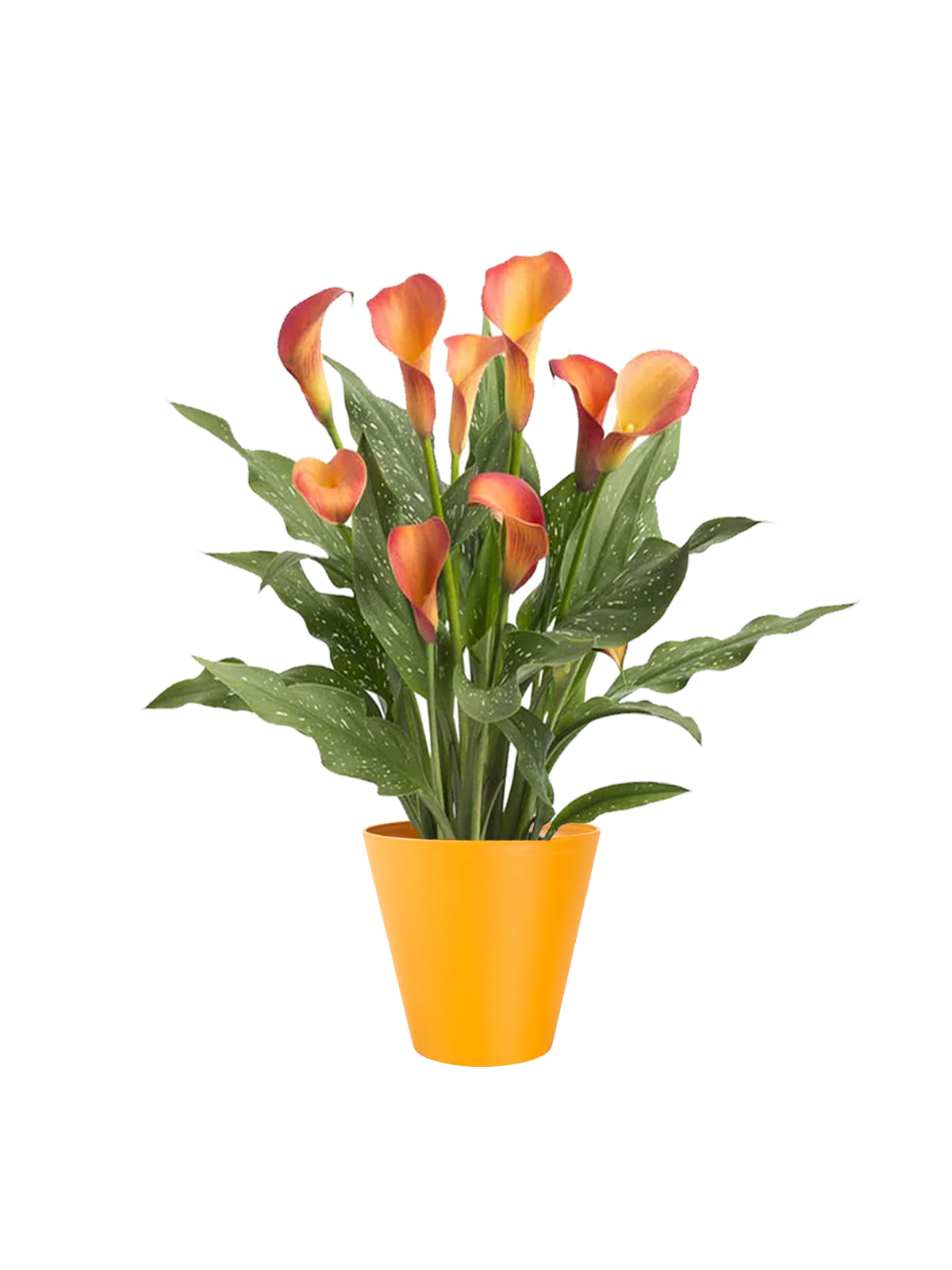 Calla