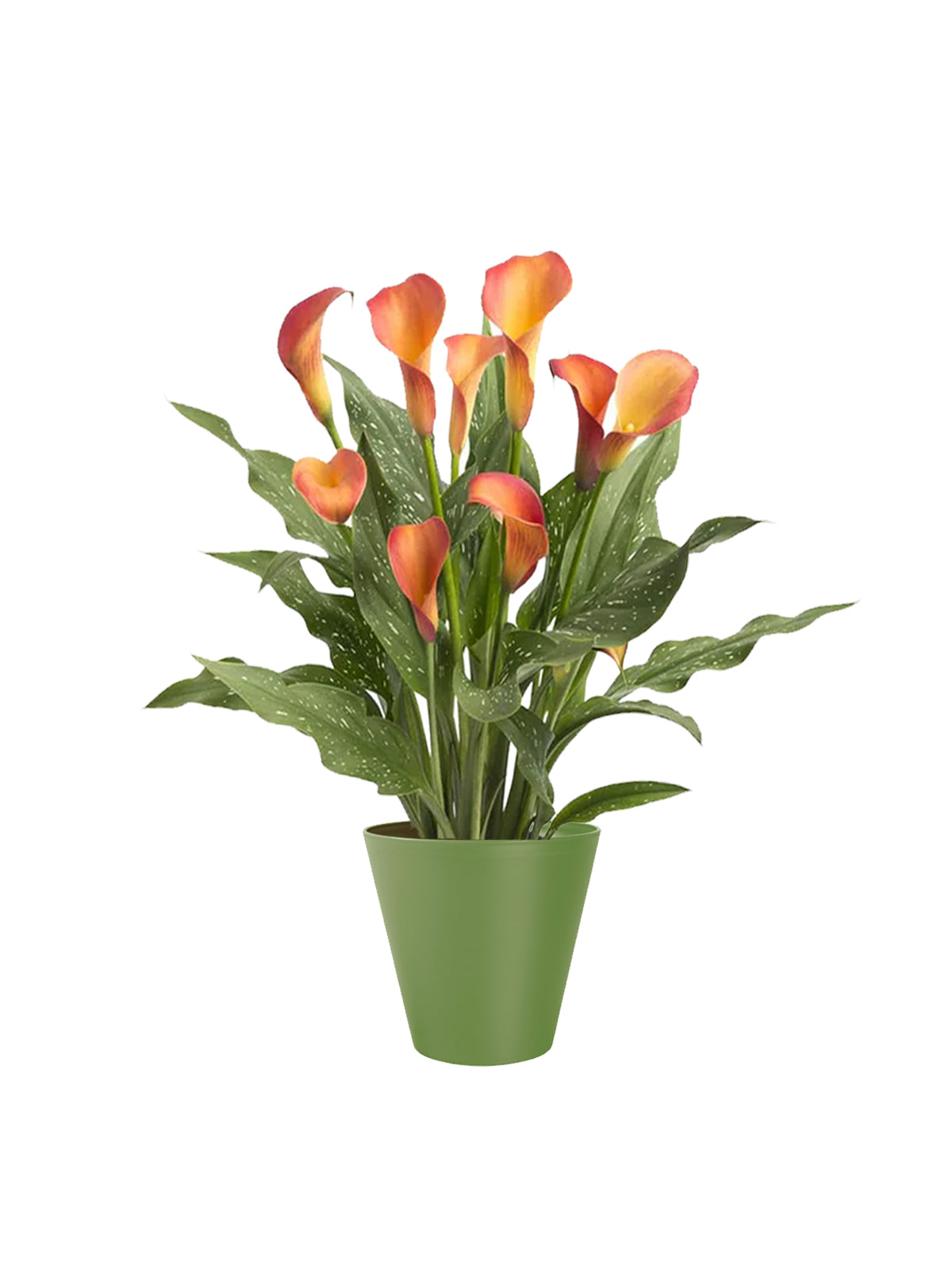 Calla