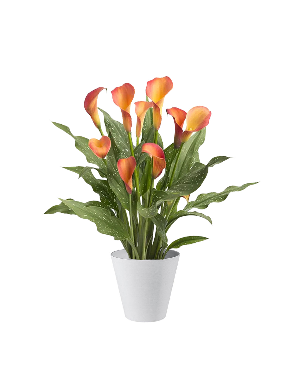 Calla