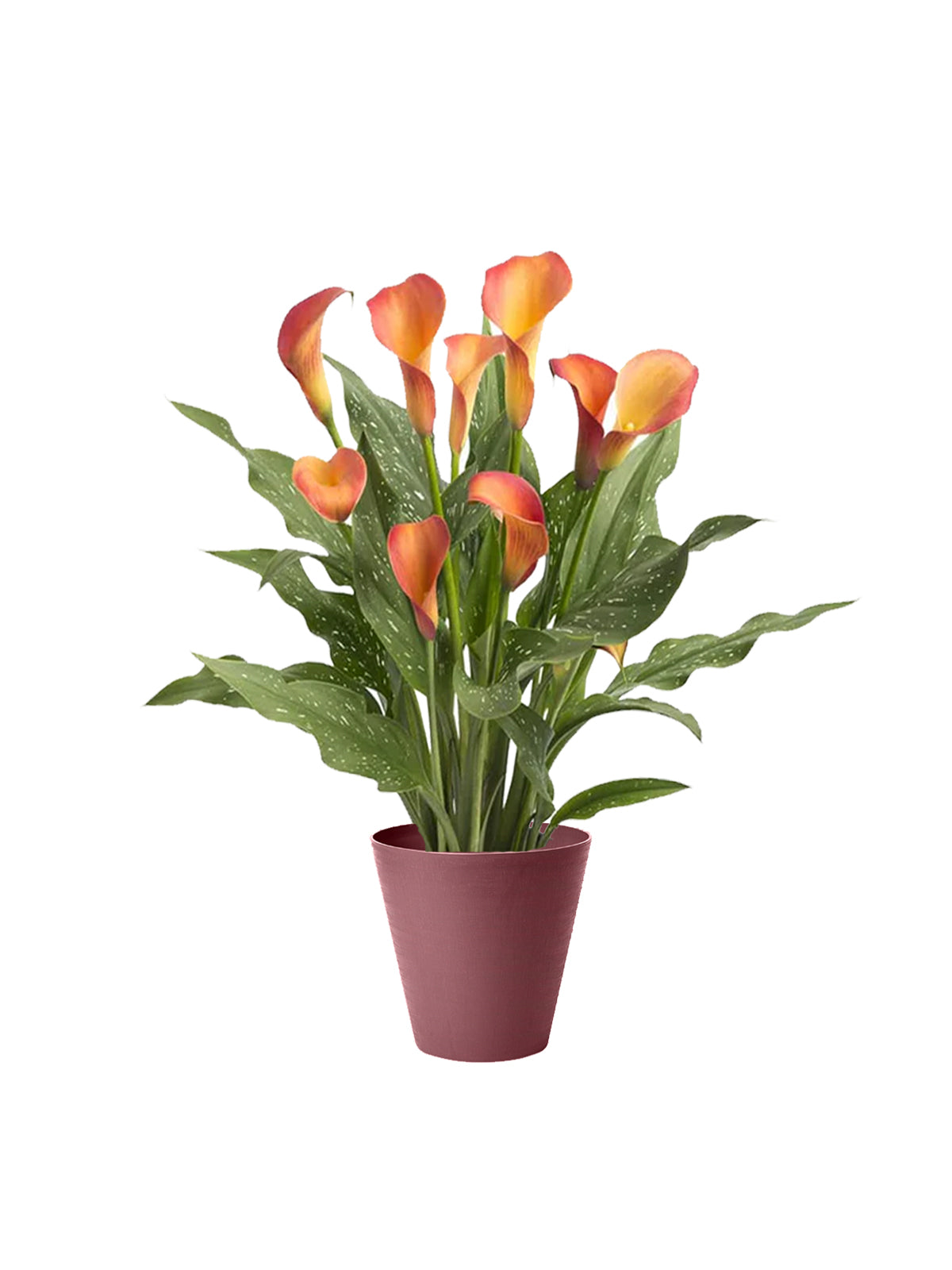 Calla