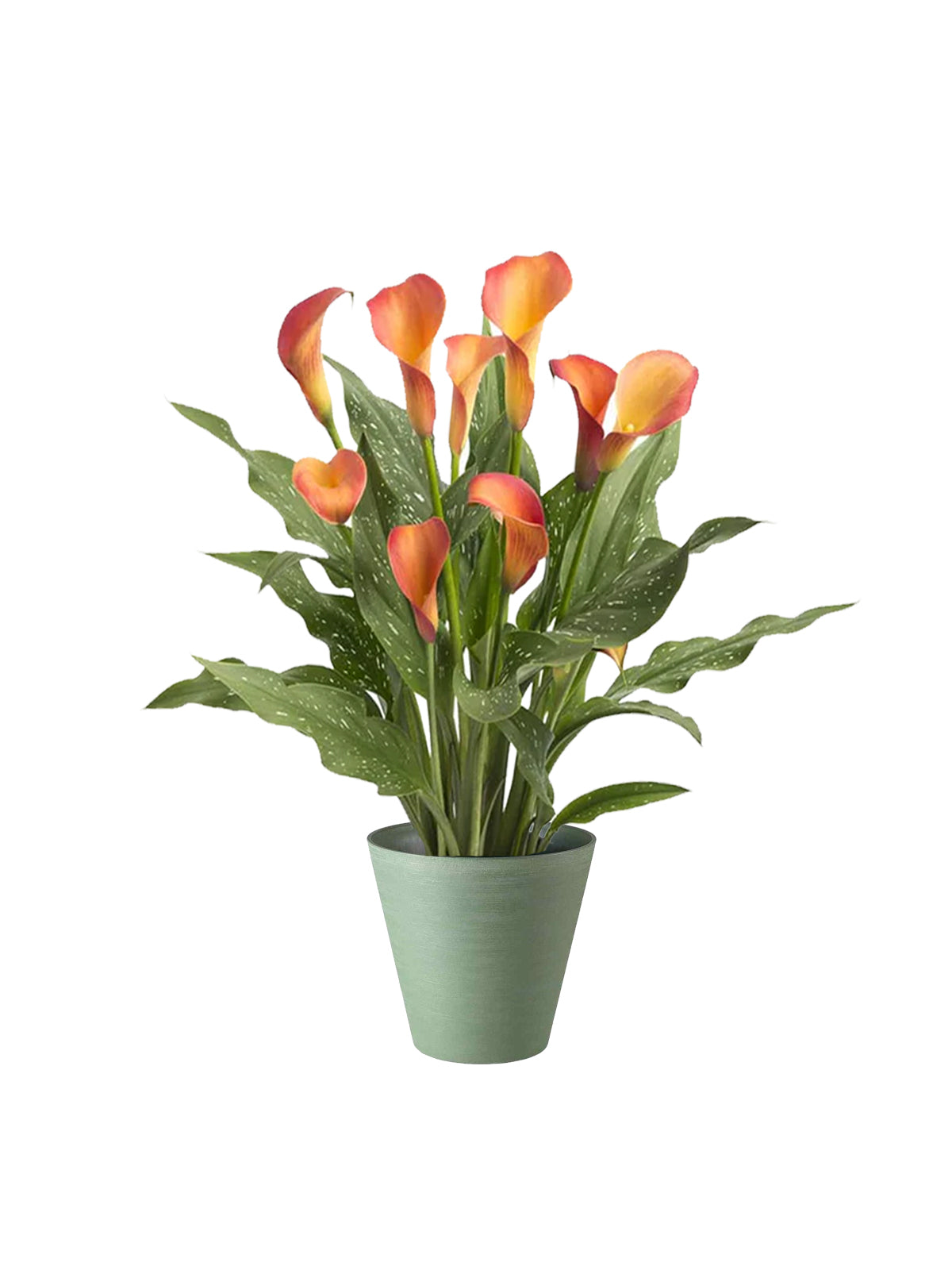 Calla