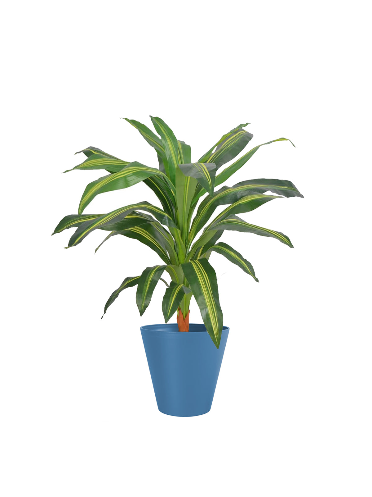 Dracena