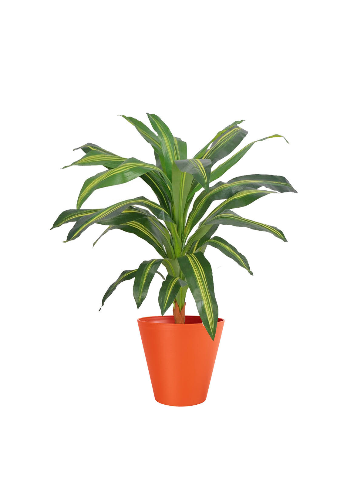 Dracena