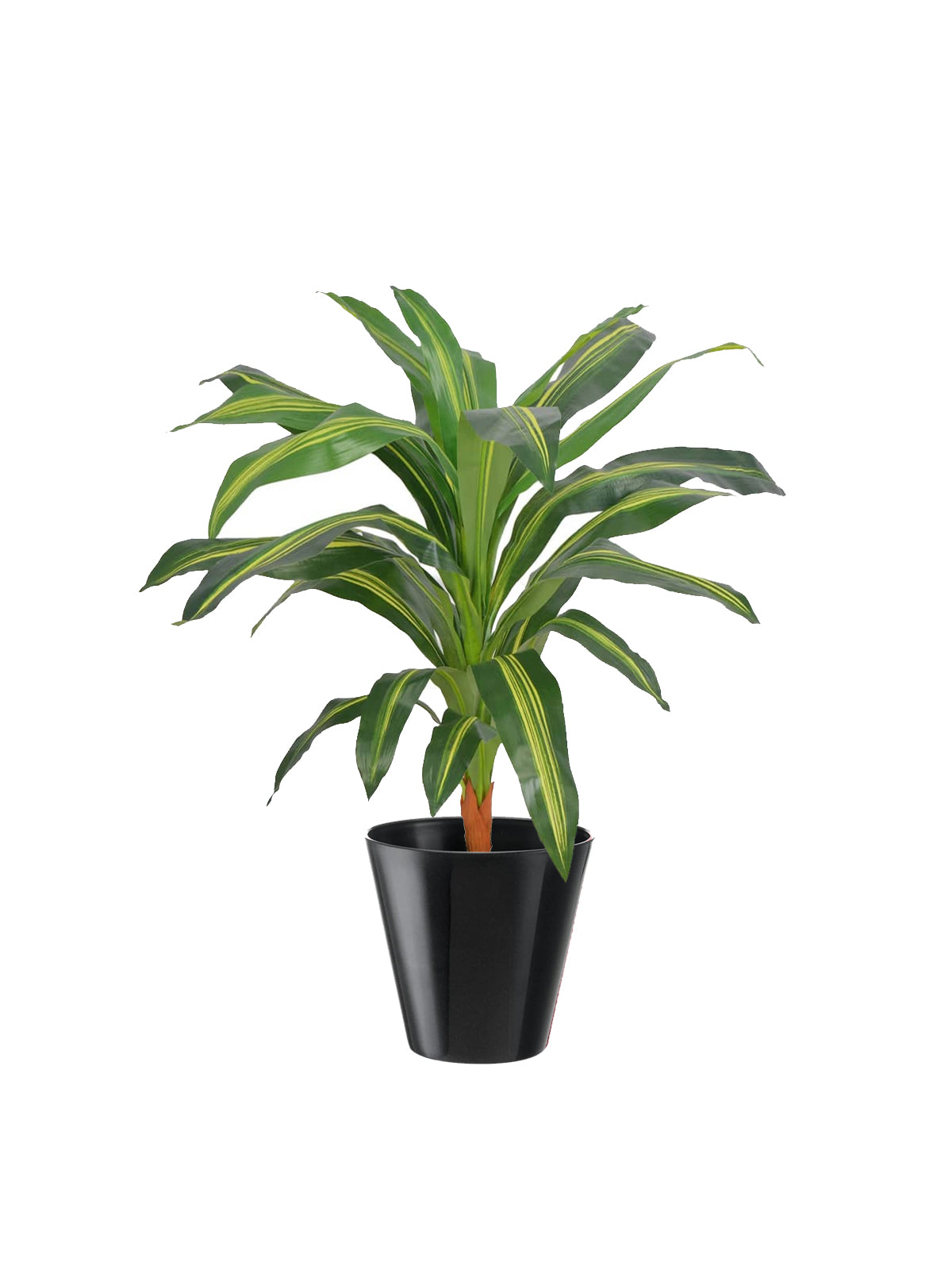 Dracena