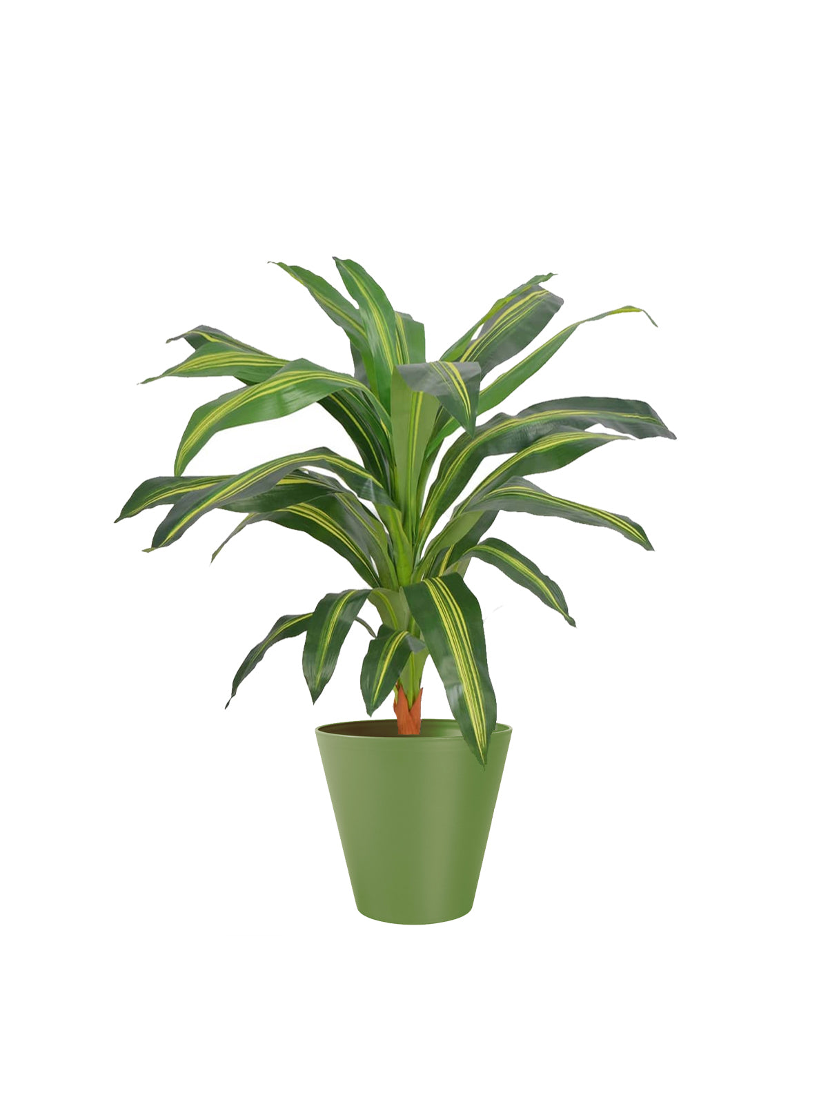 Dracena