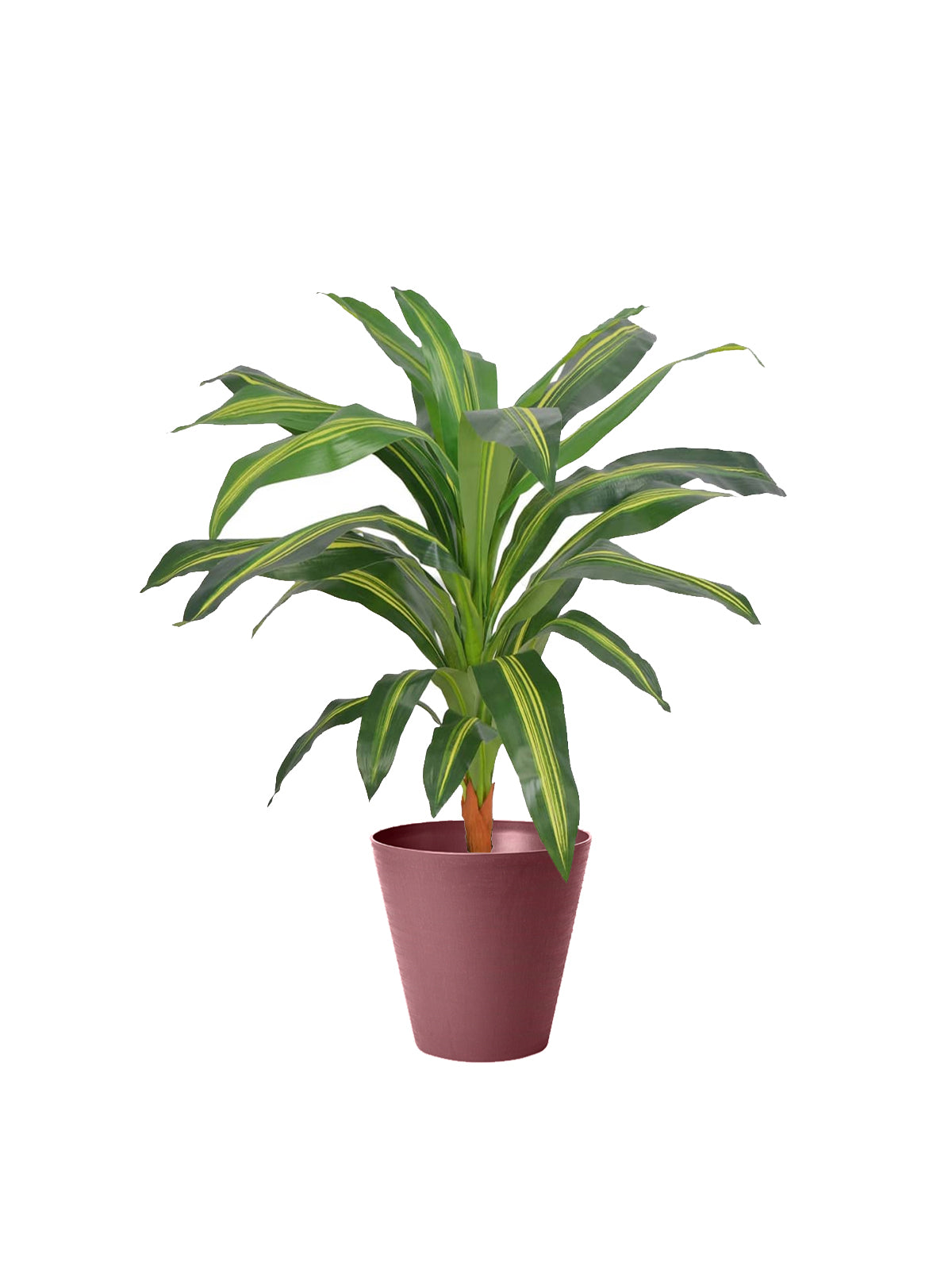 Dracena