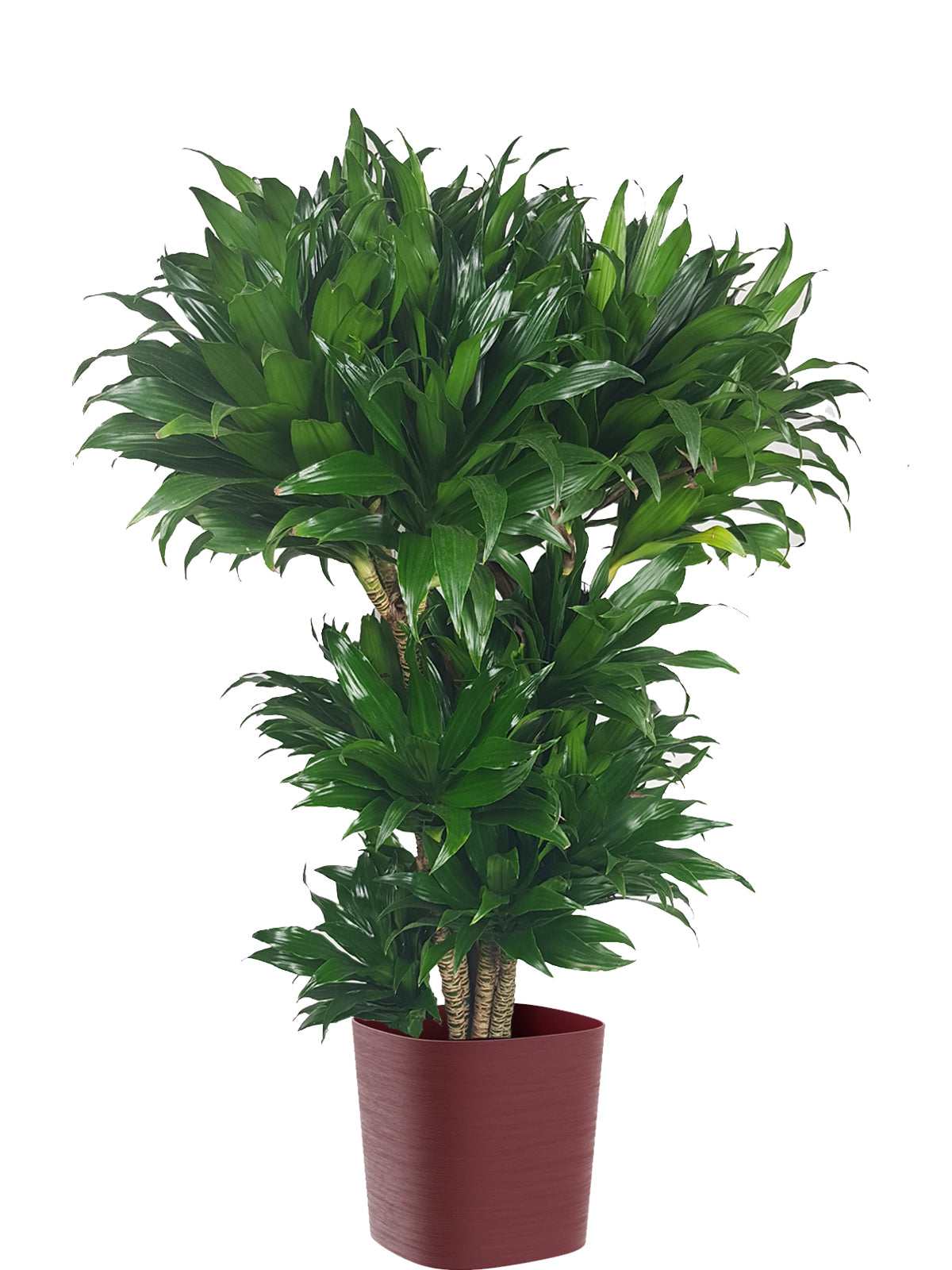 Albero della Felicità extra