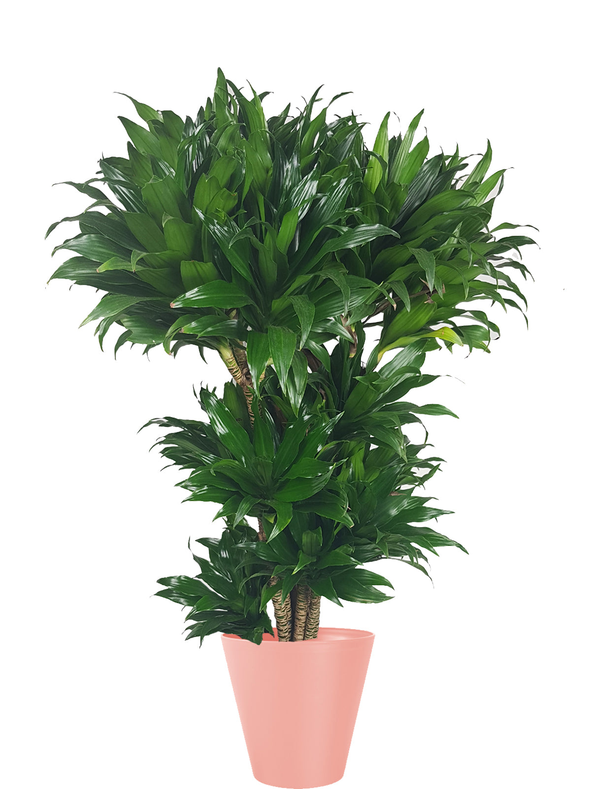 Albero della Felicità extra