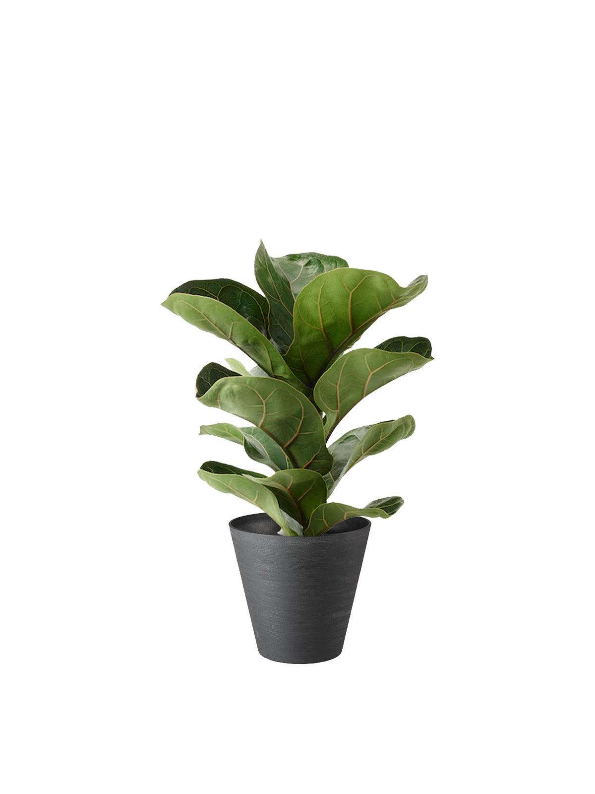 Ficus Lyrata