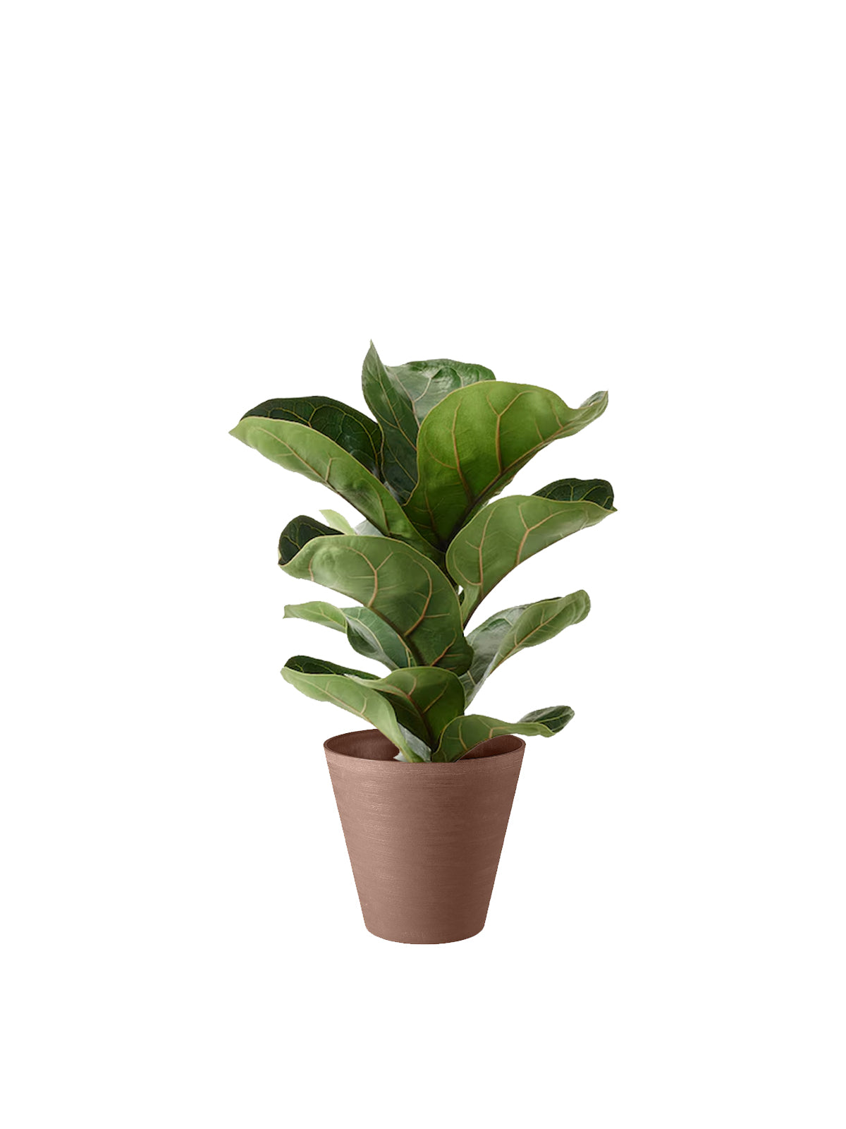 Ficus Lyrata