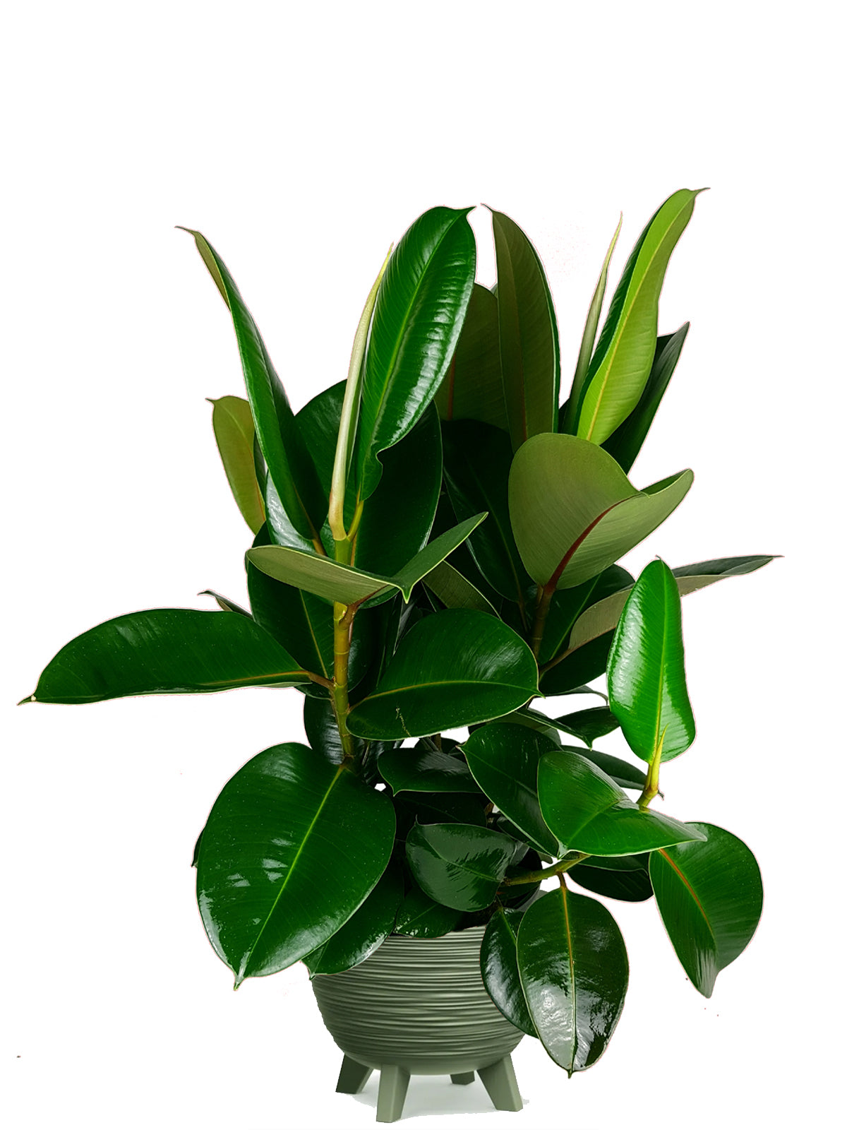 Ficus della Gomma extra