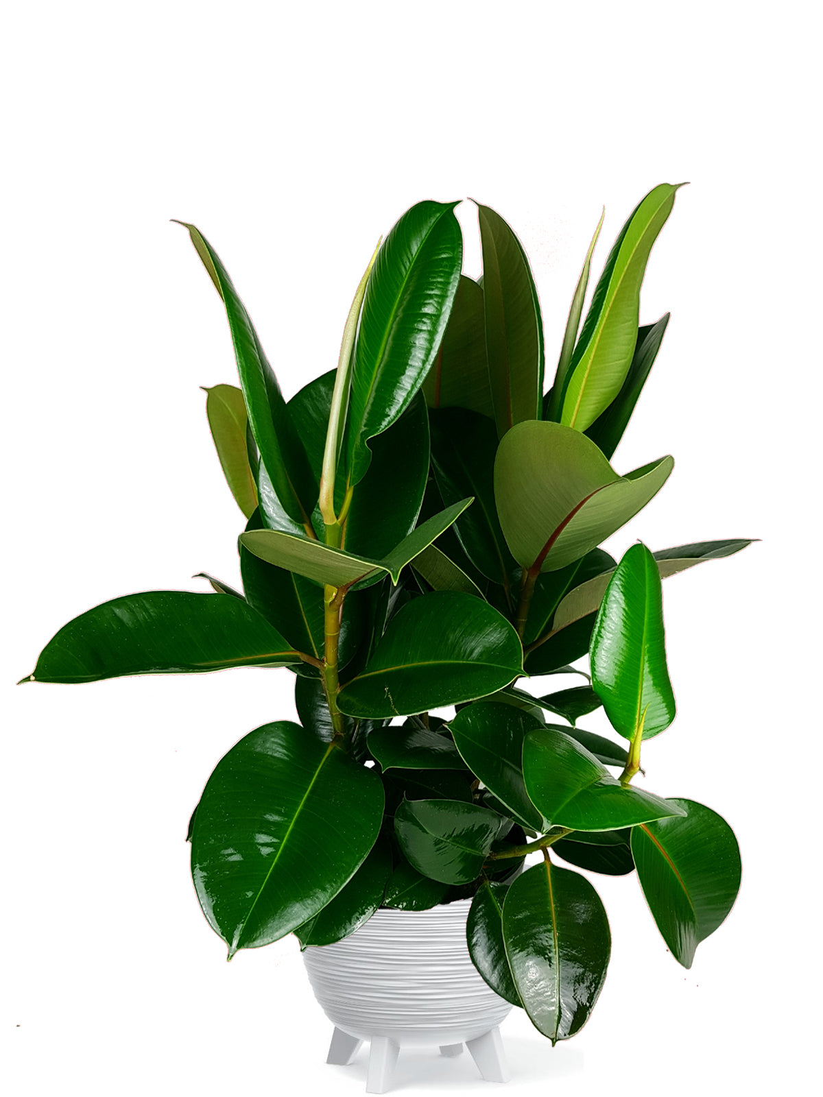 Ficus della Gomma extra