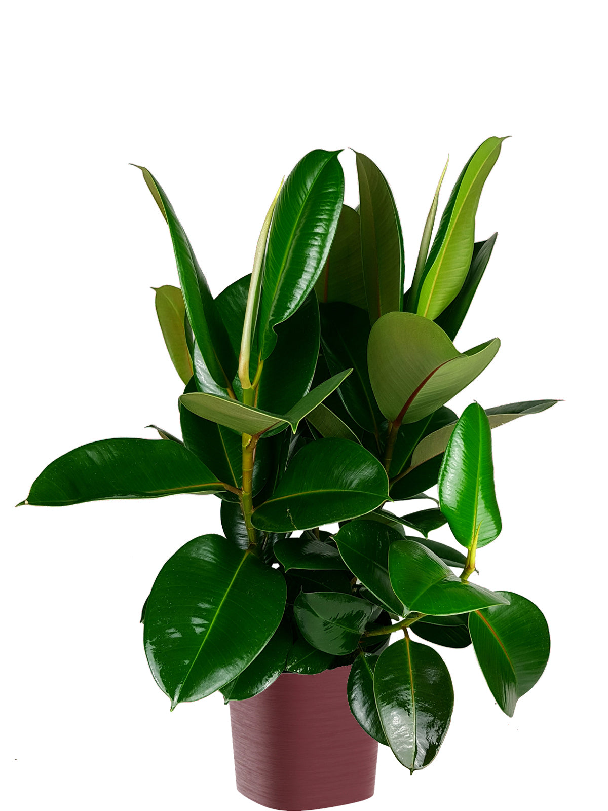 Ficus della Gomma extra