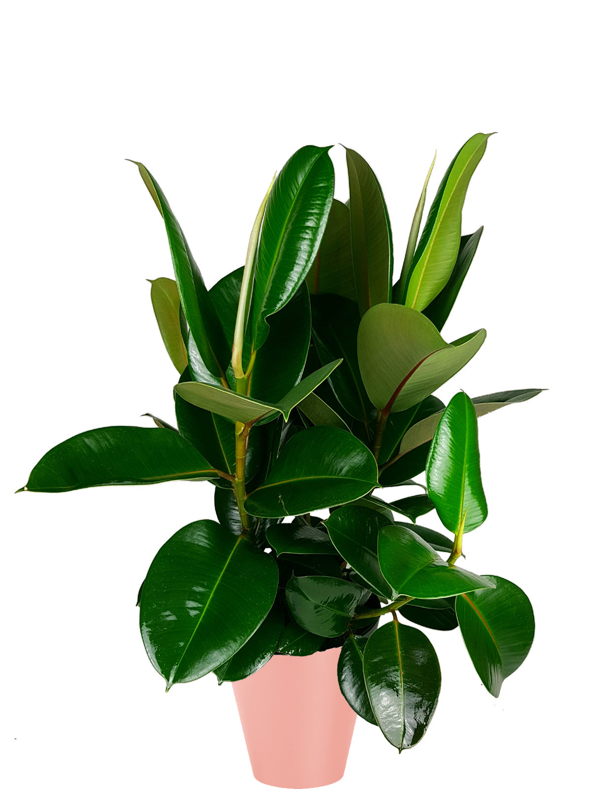 Ficus della Gomma extra