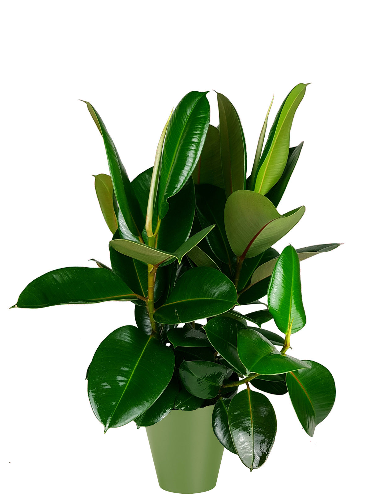 Ficus della Gomma extra