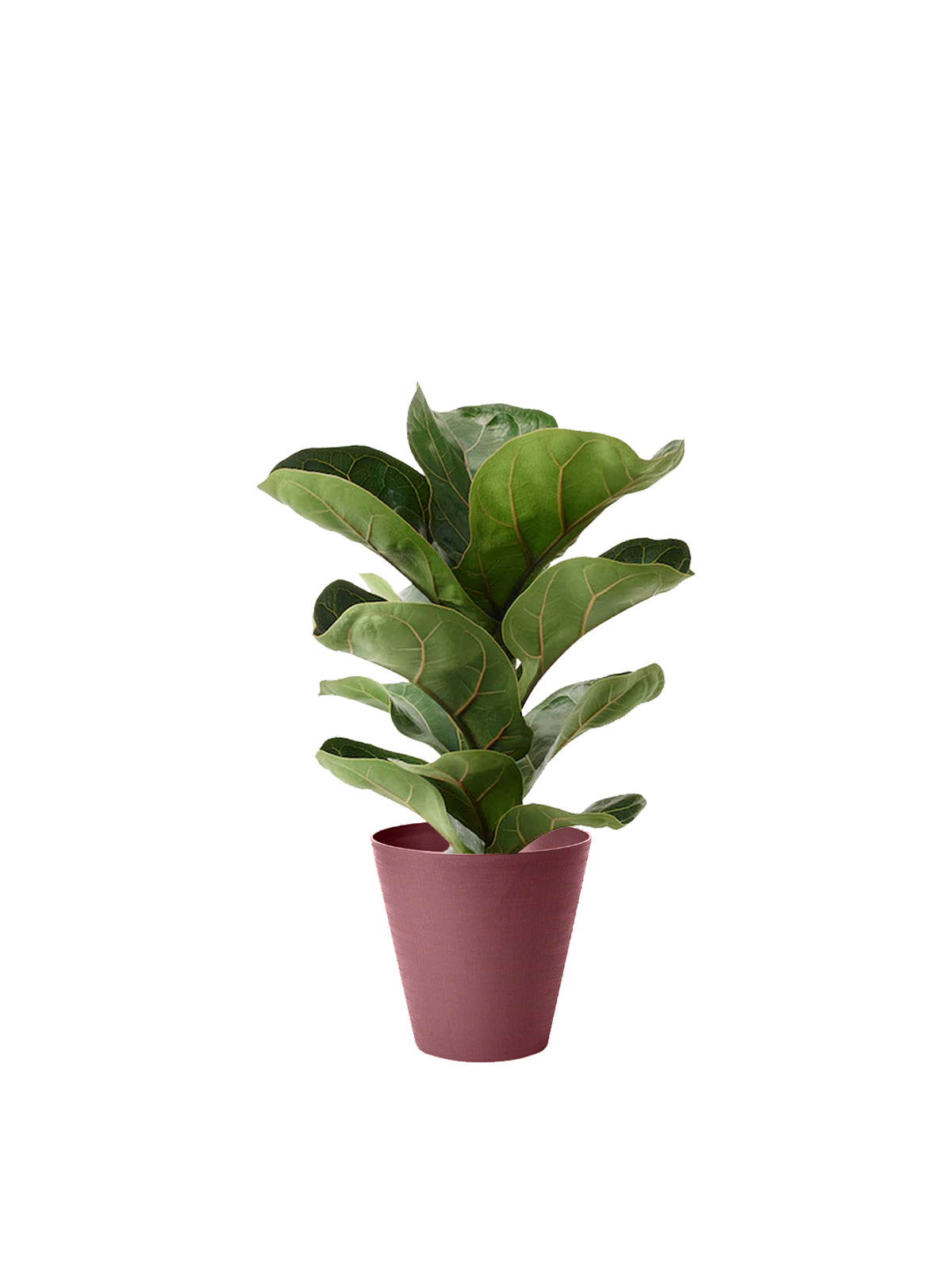 Ficus Lyrata