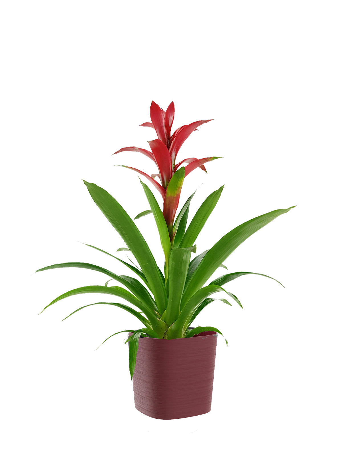 Guzmania grande