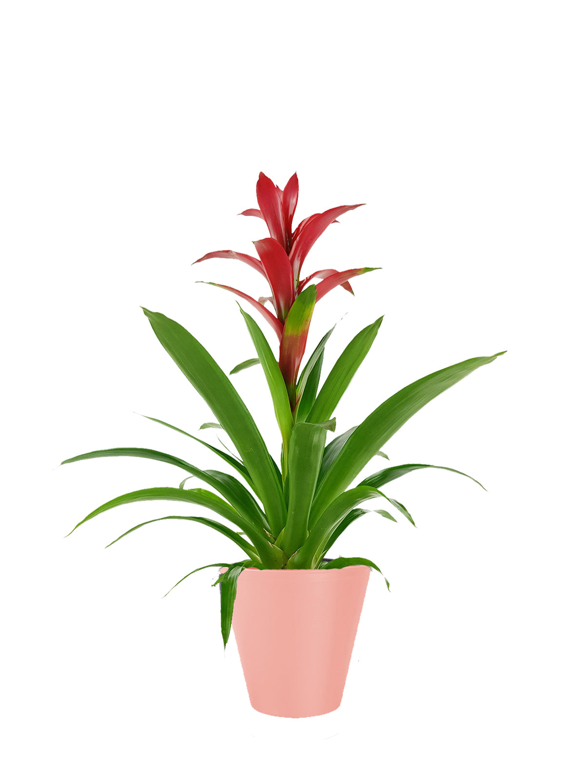 Guzmania grande