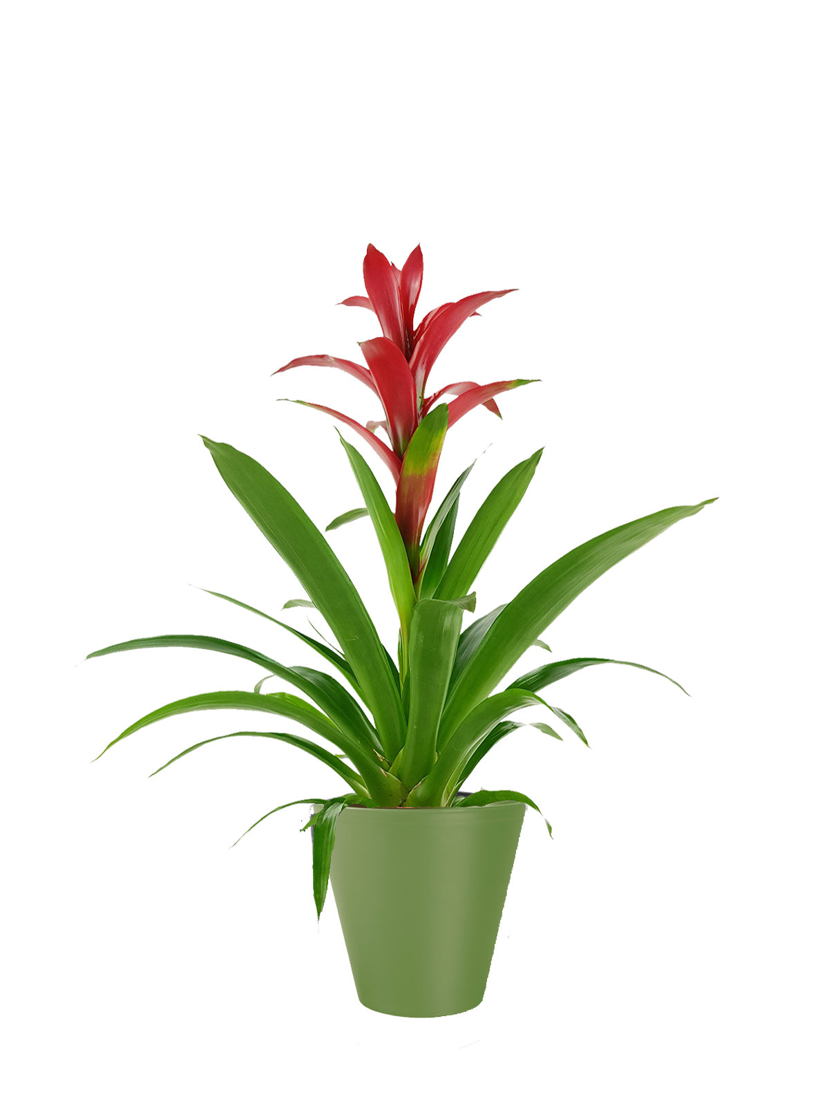 Guzmania grande