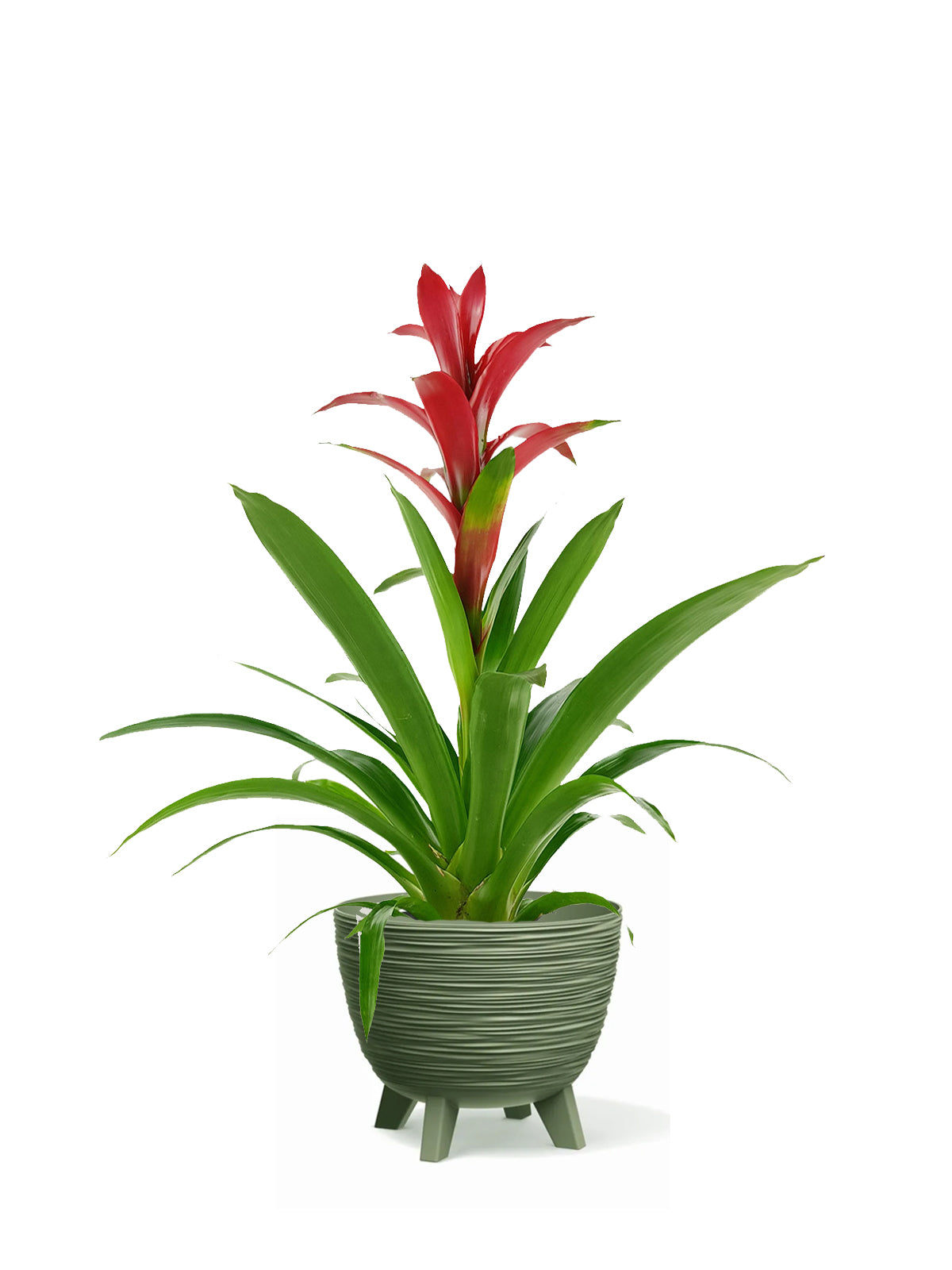 Guzmania grande