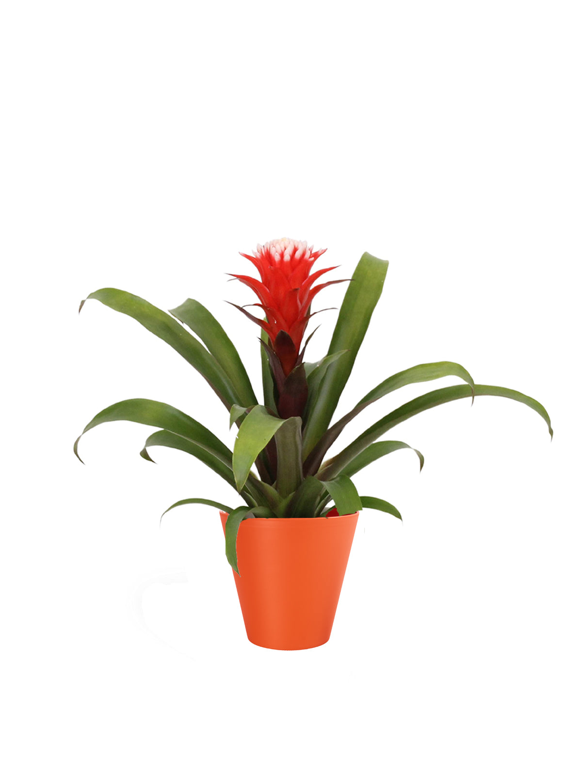 Guzmania