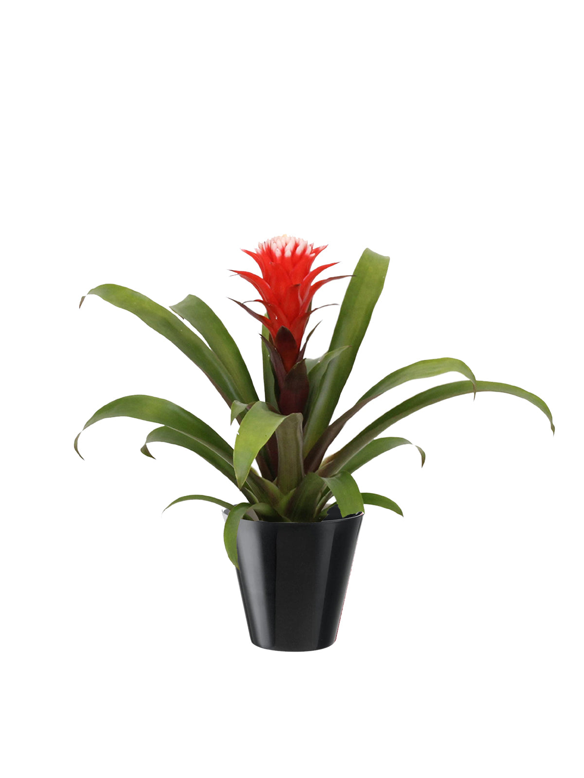 Guzmania