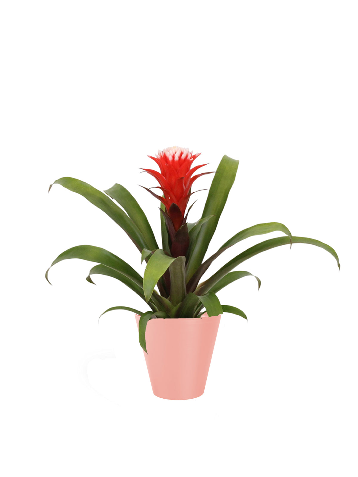 Guzmania