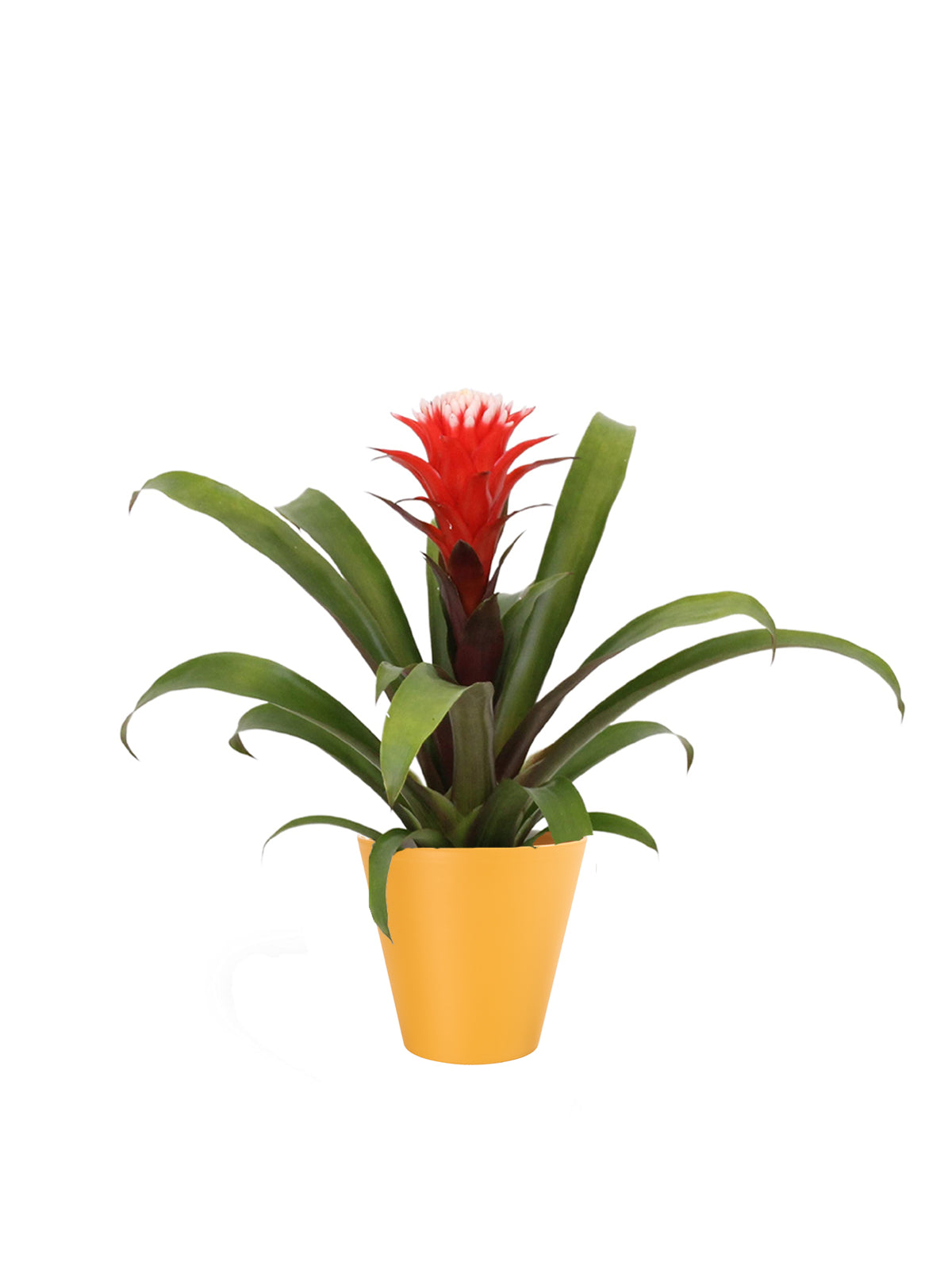 Guzmania