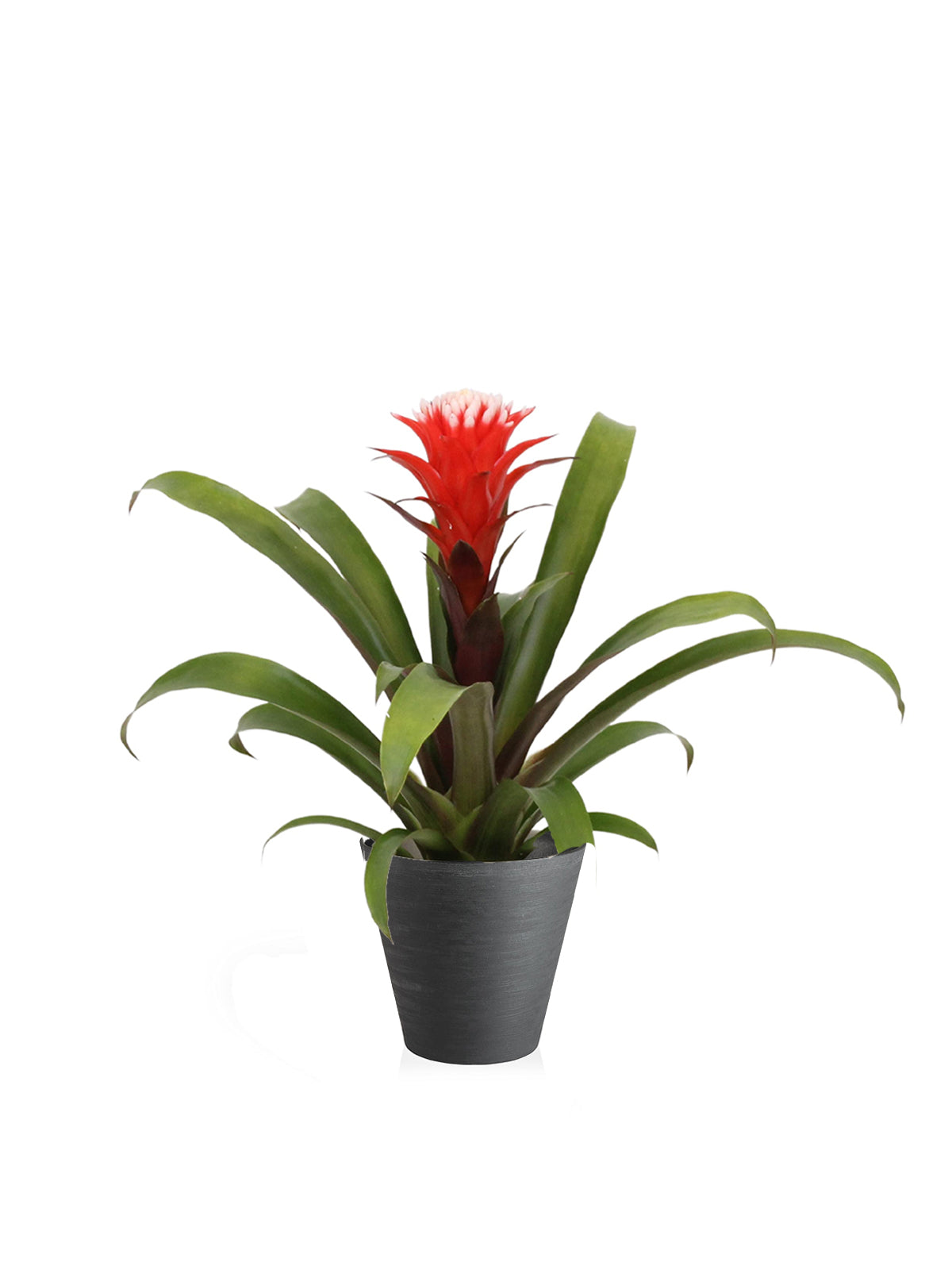 Guzmania