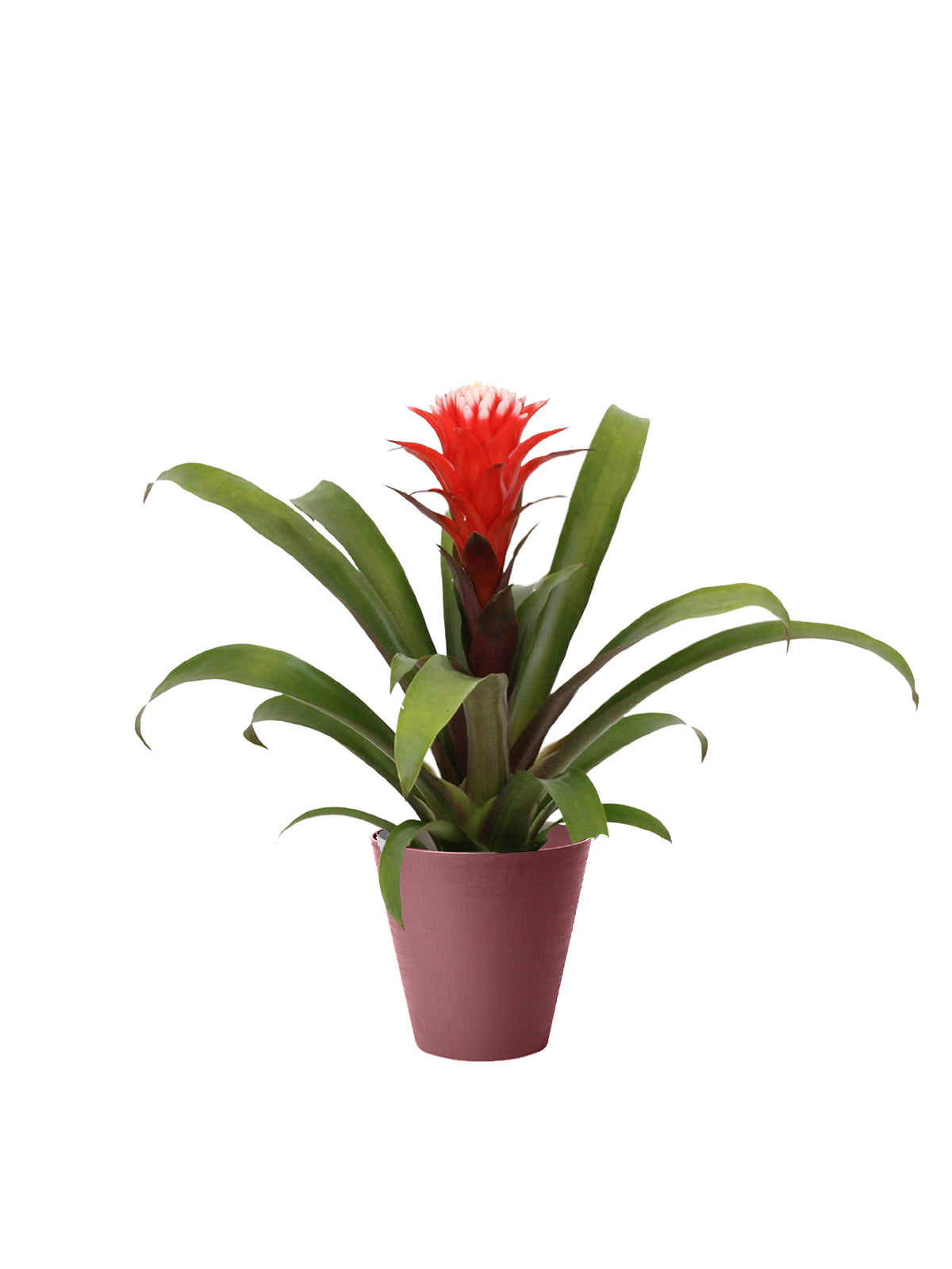 Guzmania