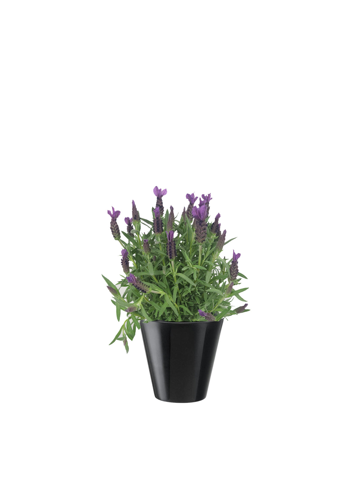 Lavanda