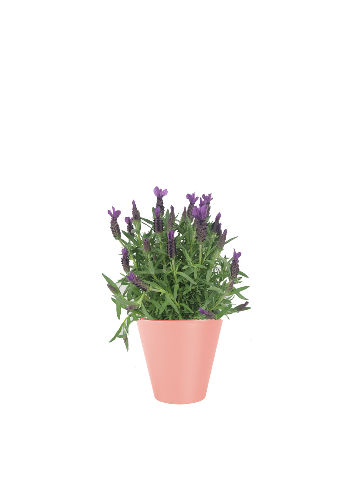 Lavanda