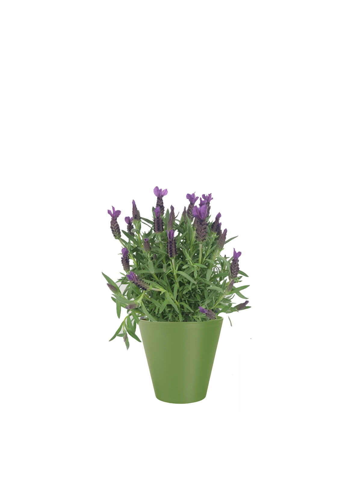 Lavanda