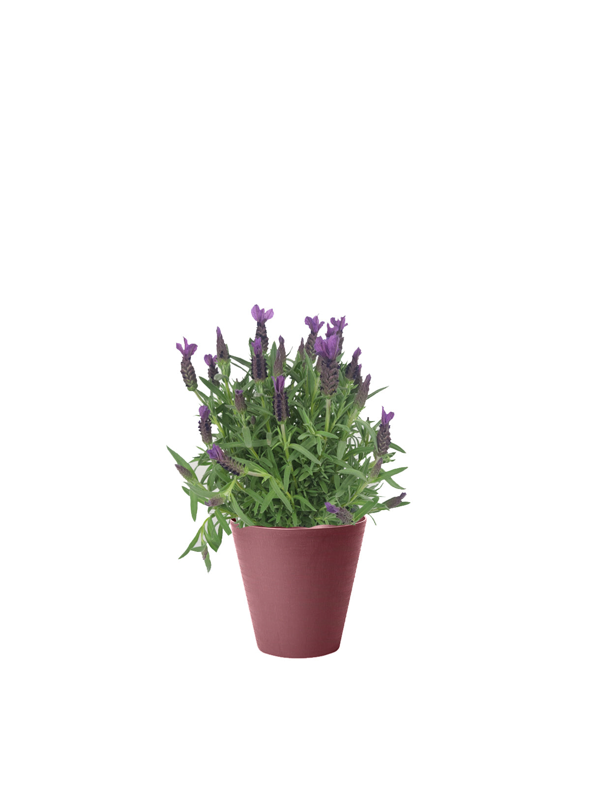 Lavanda