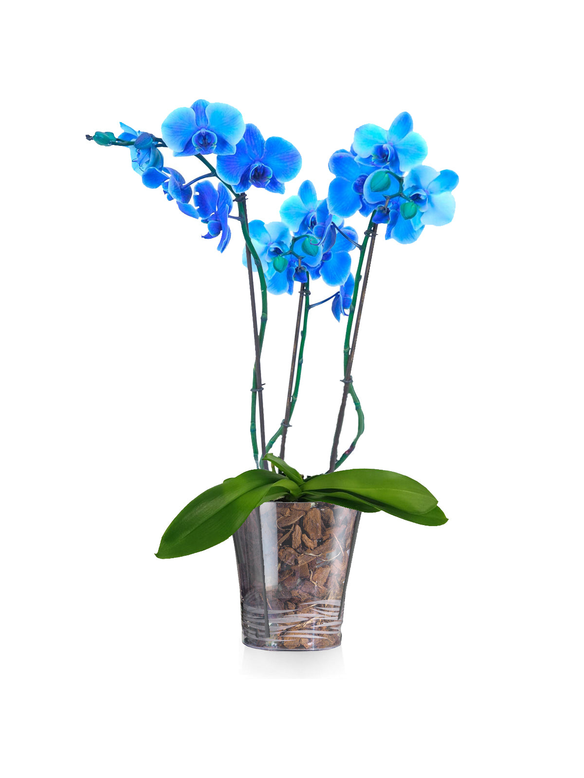 Orchidea Phalaenopsis blu