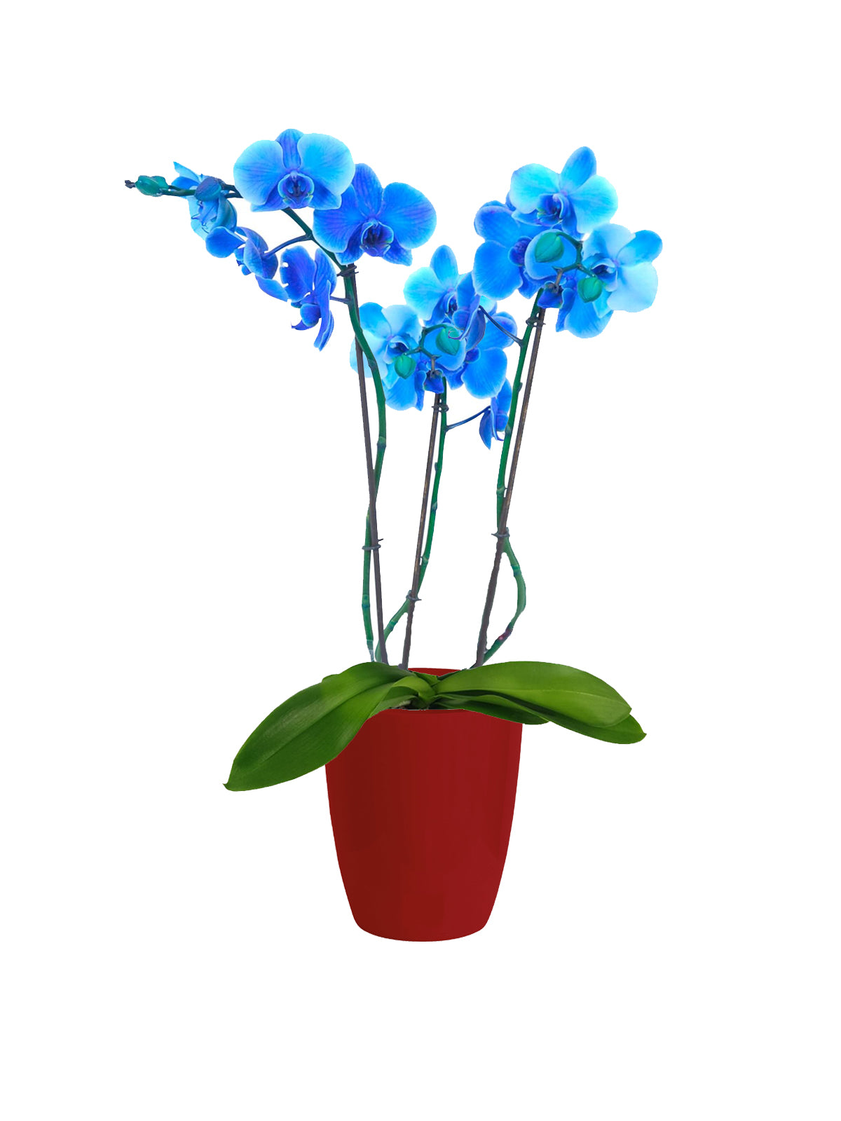 Orchidea Phalaenopsis blu