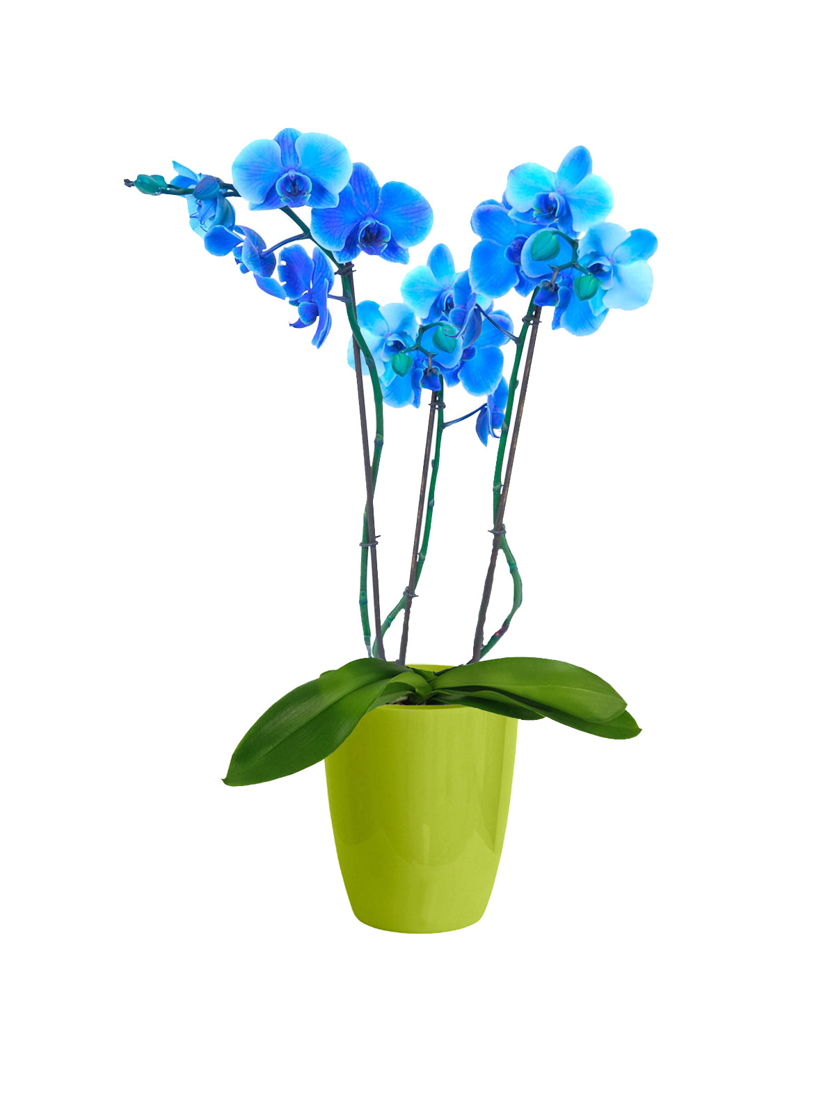 Orchidea Phalaenopsis blu