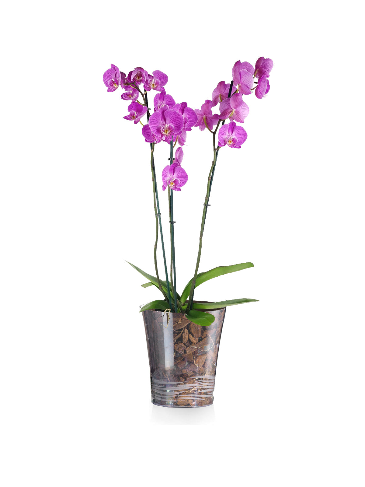 Orchidea Phalaenopsis lilla