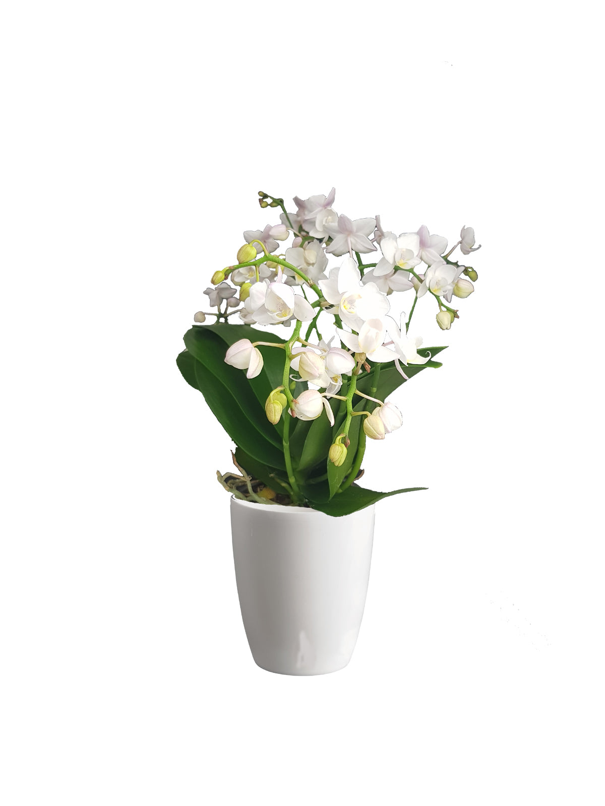 Orchidea Farfalla