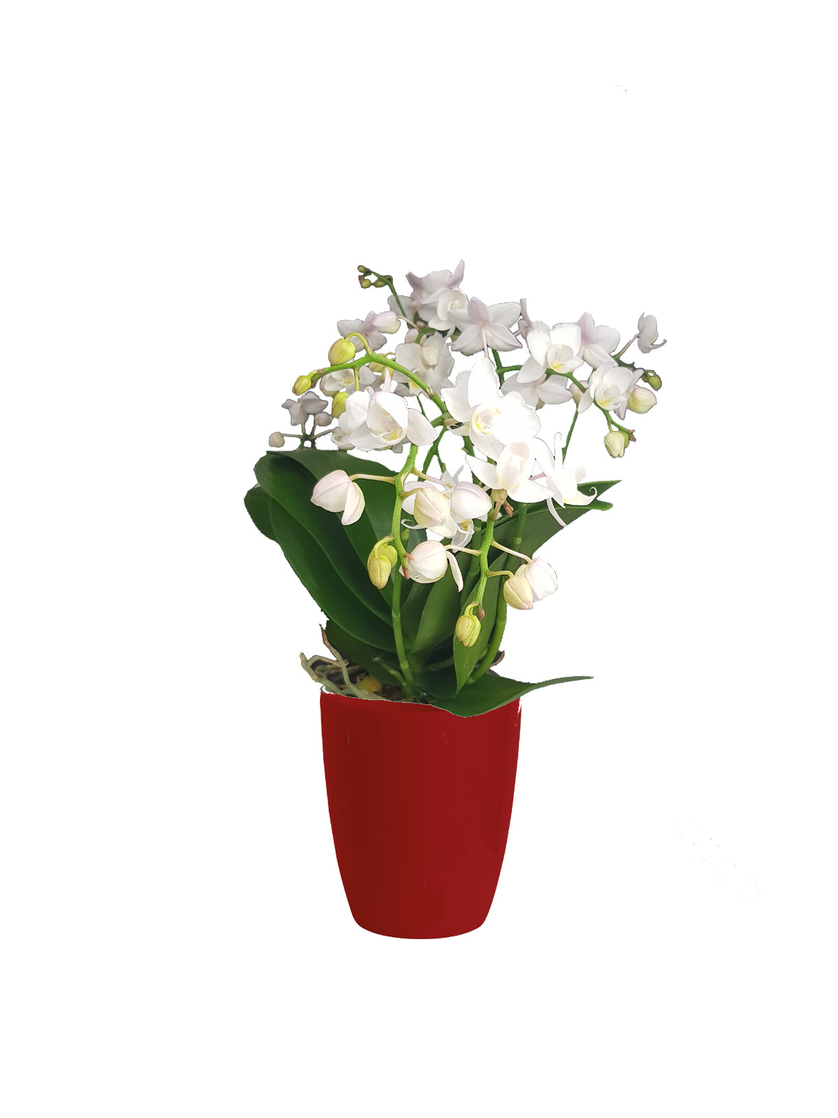 Orchidea Farfalla