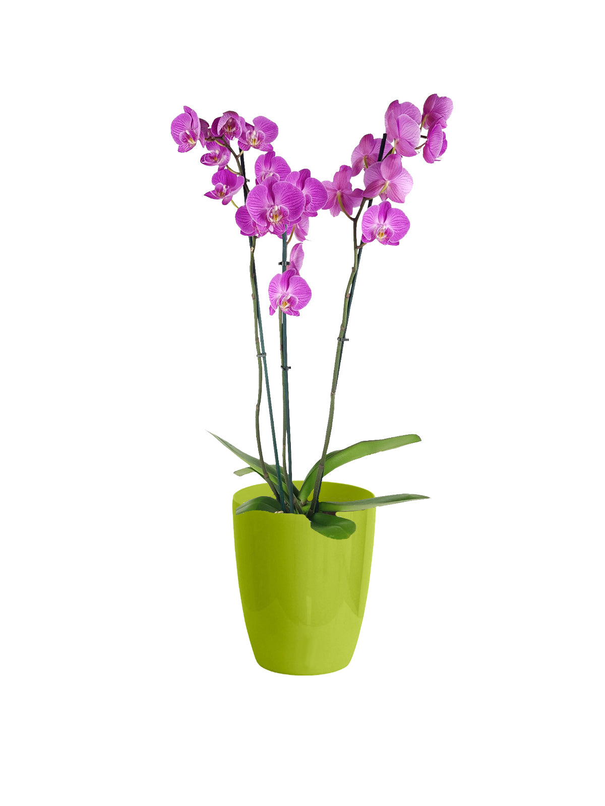 Orchidea Phalaenopsis lilla