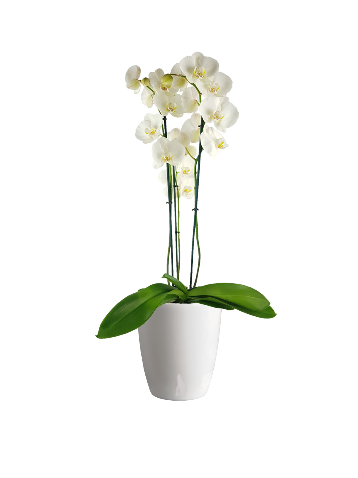 Orchidea Phalaenopsis