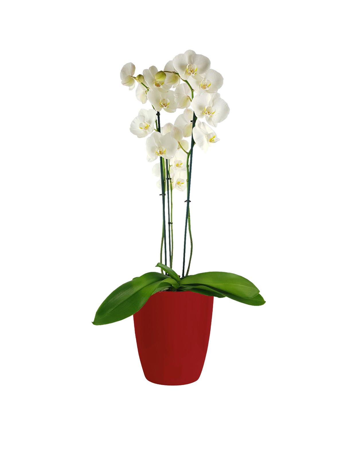 Orchidea Phalaenopsis