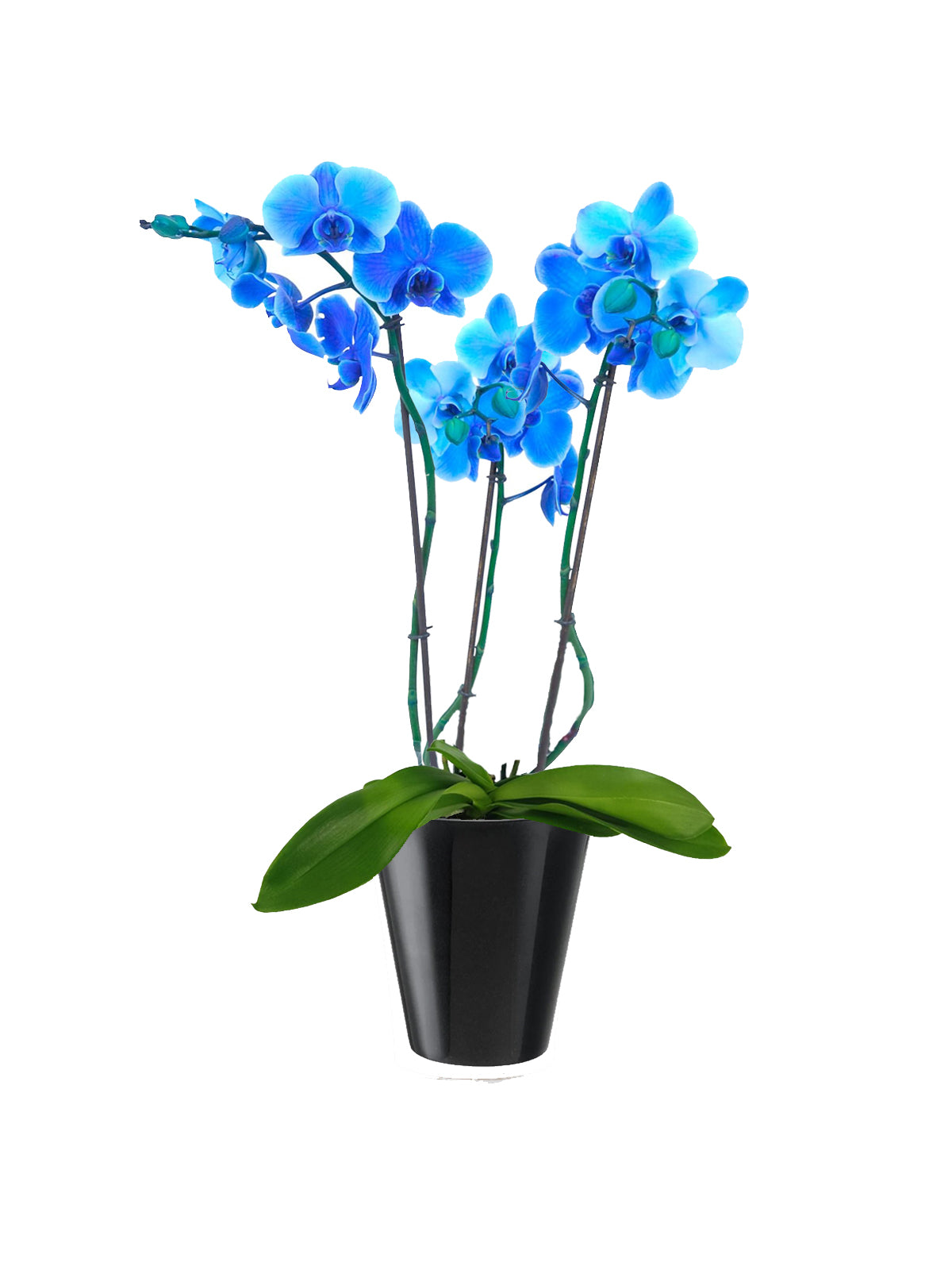 Orchidea Phalaenopsis blu