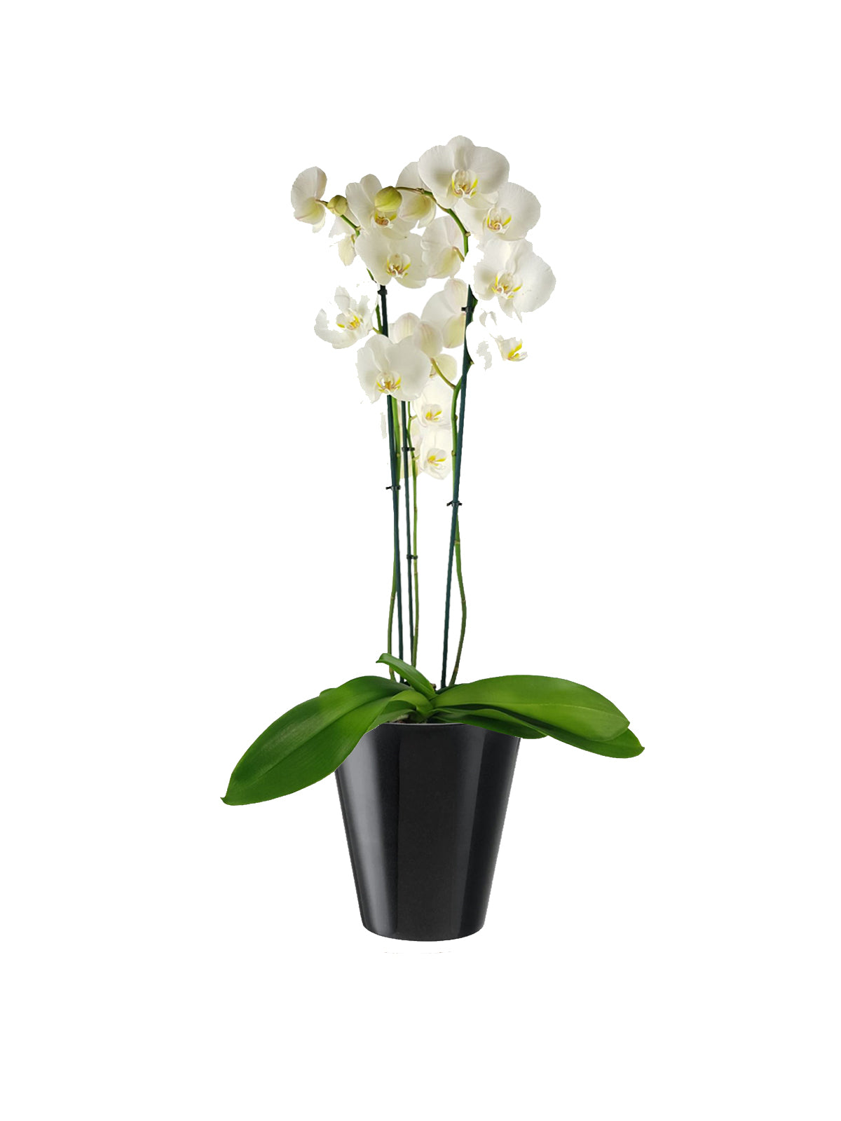 Orchidea Phalaenopsis