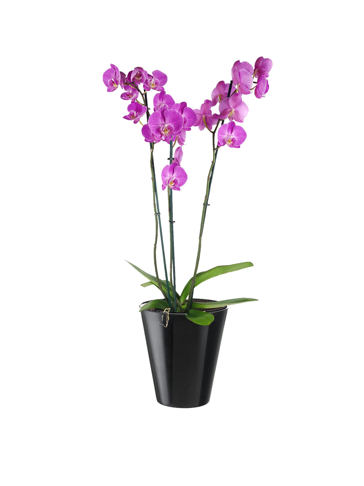 Orchidea Phalaenopsis lilla