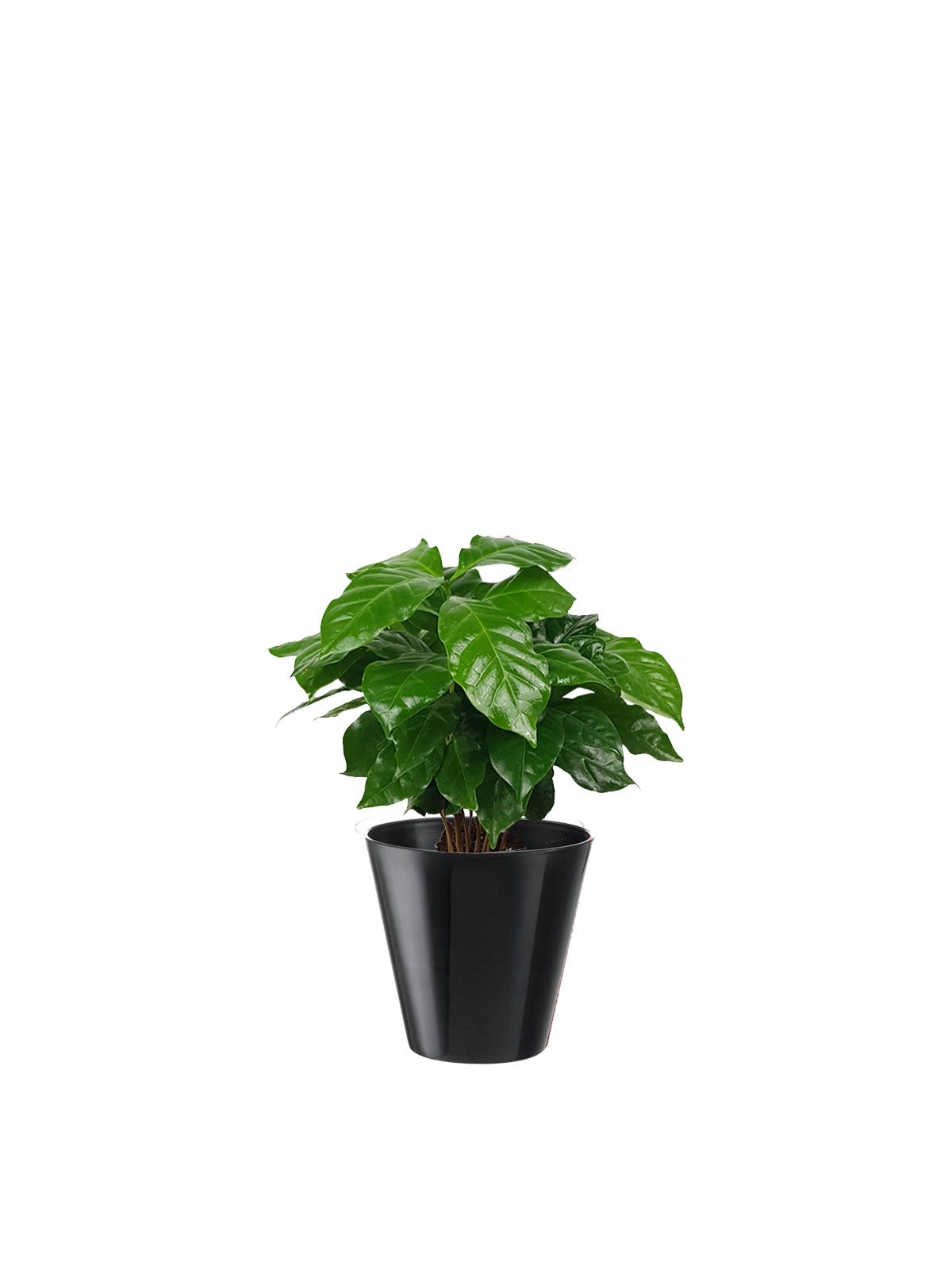 Pianta del Caffè